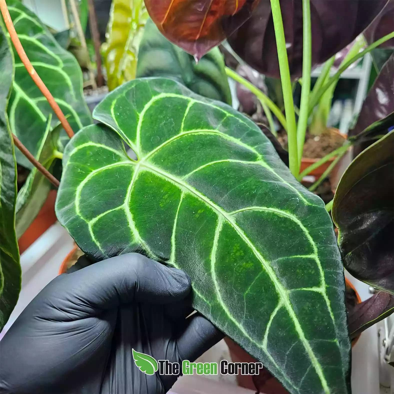 anthurium regale hoja