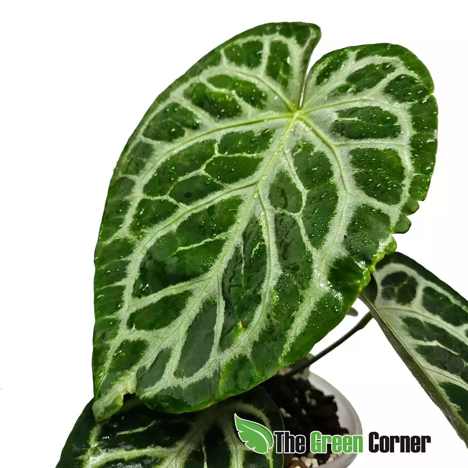 anthurium-silver-blus-hoja