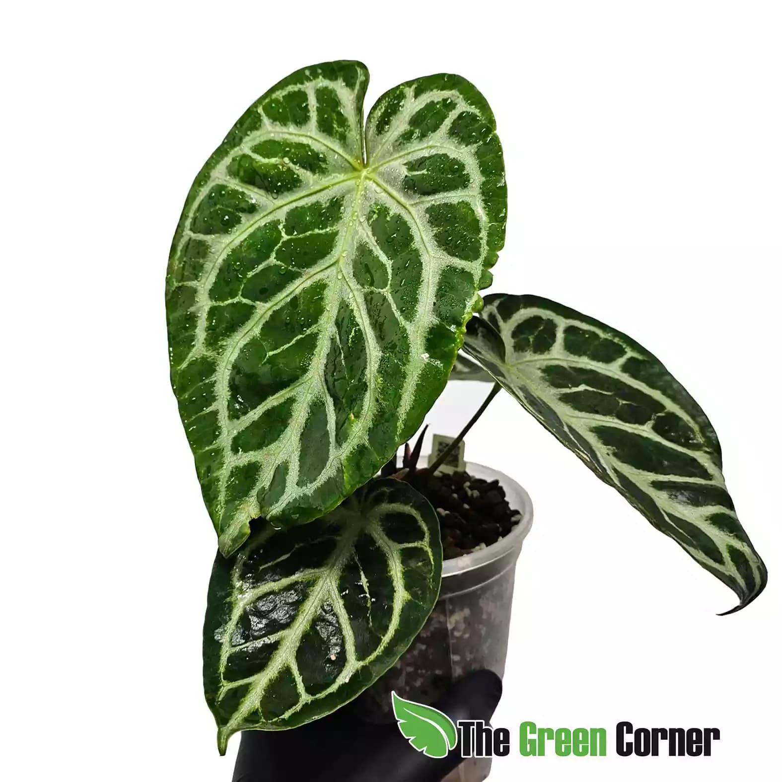 anthurium-silver