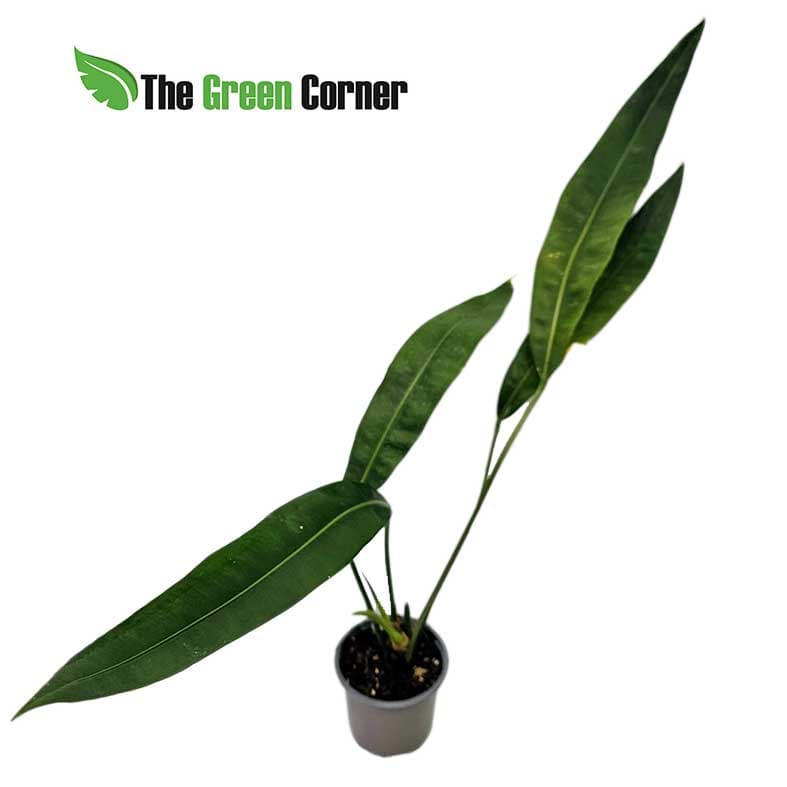 anthurium-sp-morona-2