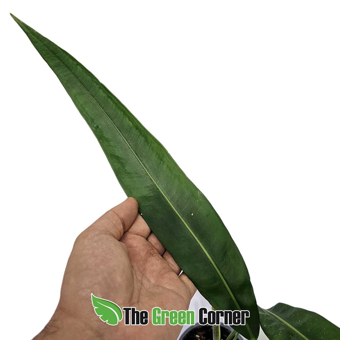 anthurium-sp-morona-hoja
