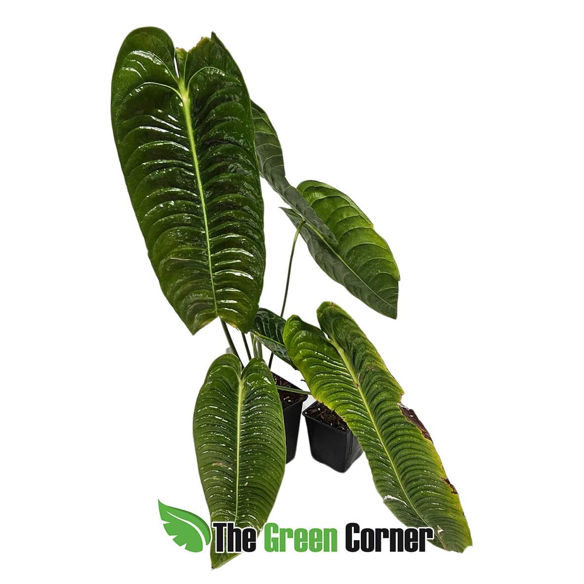 anthurium-veitchii-narrow