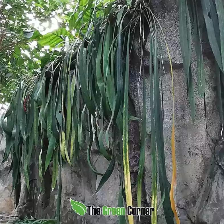 Anthurium vittarifolium
