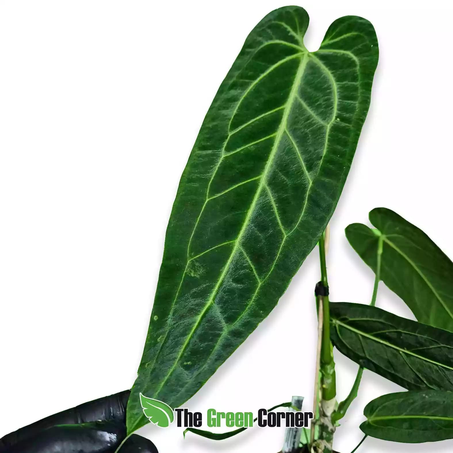 anthurium-warocquianum-hoja