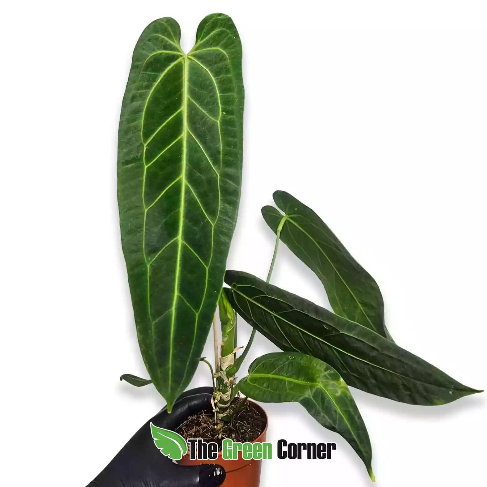 anthurium-warocquianum