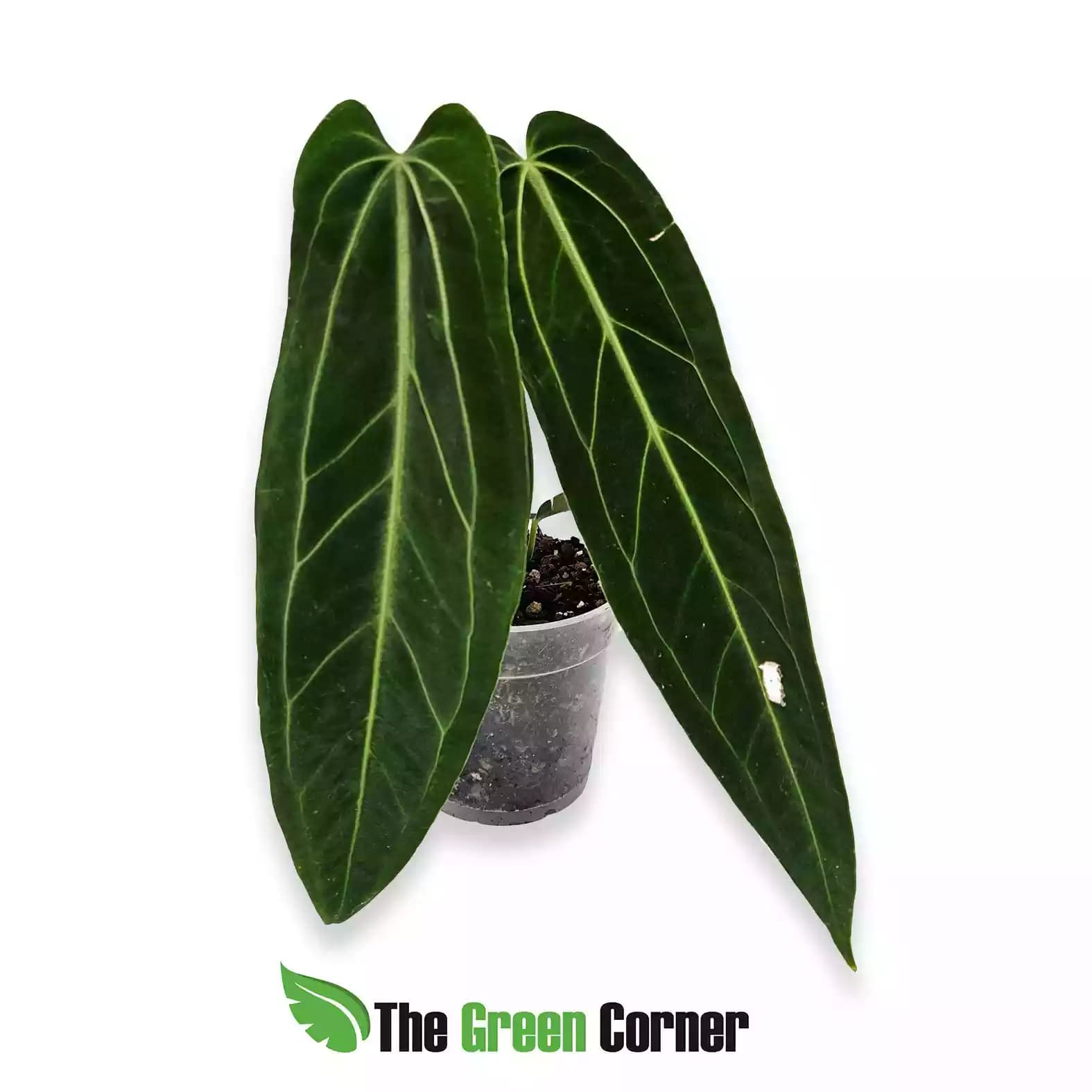anthurium-waroqcuianum-seedling