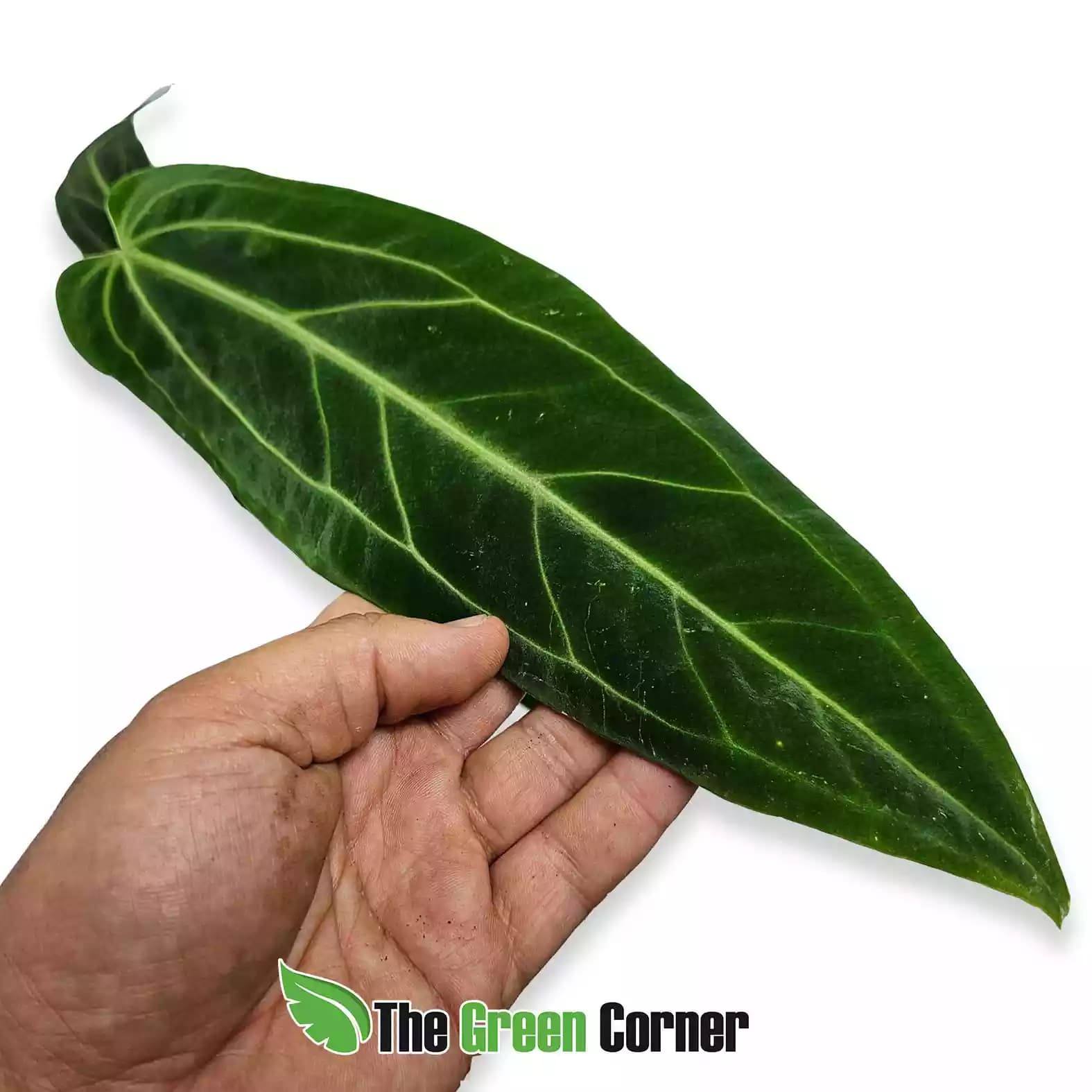 anthurium-waroquianum-hoja