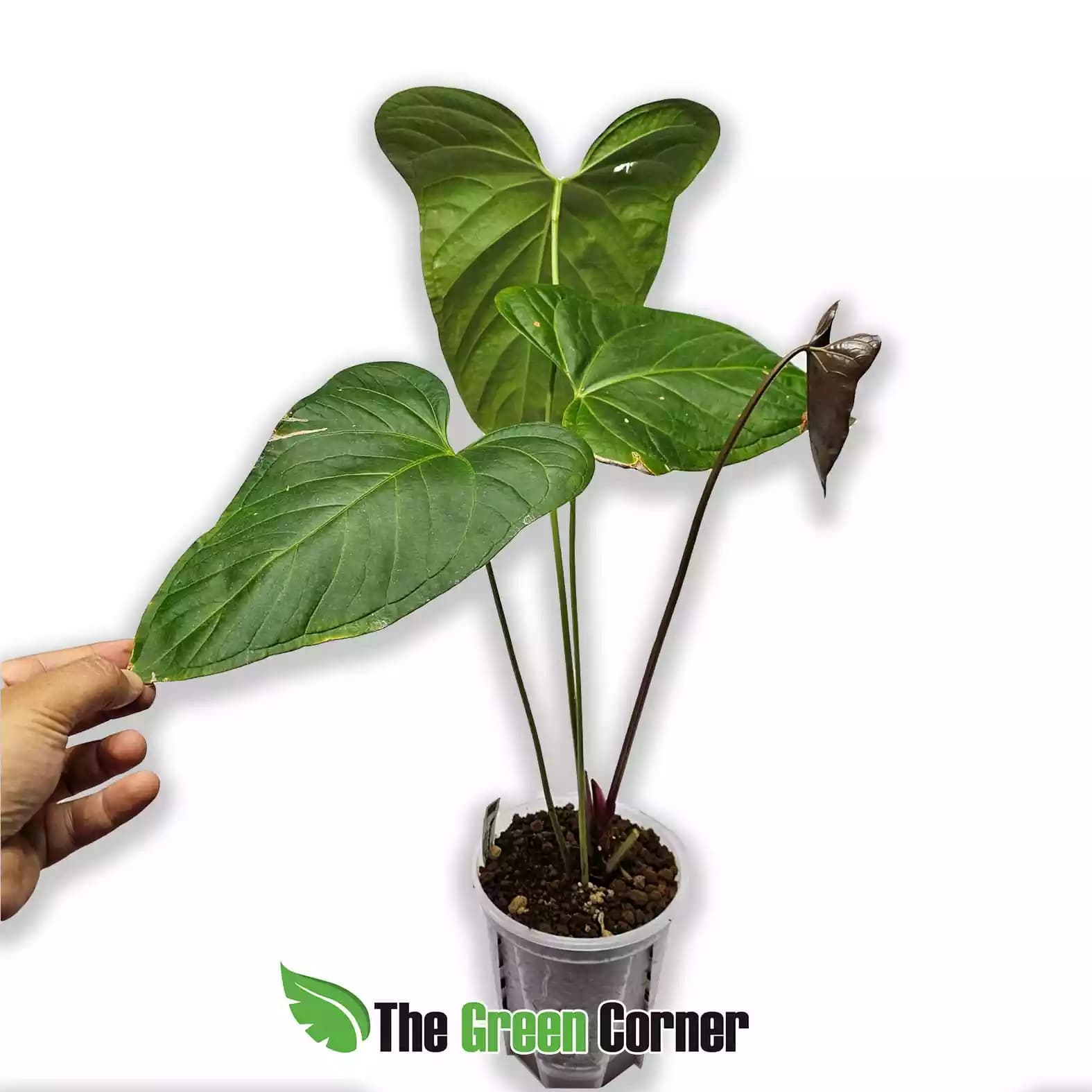 anthurium-yasuni-heart-detalle
