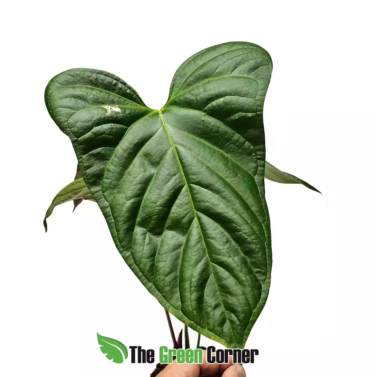 anthurium-yasuni-heart-hoja