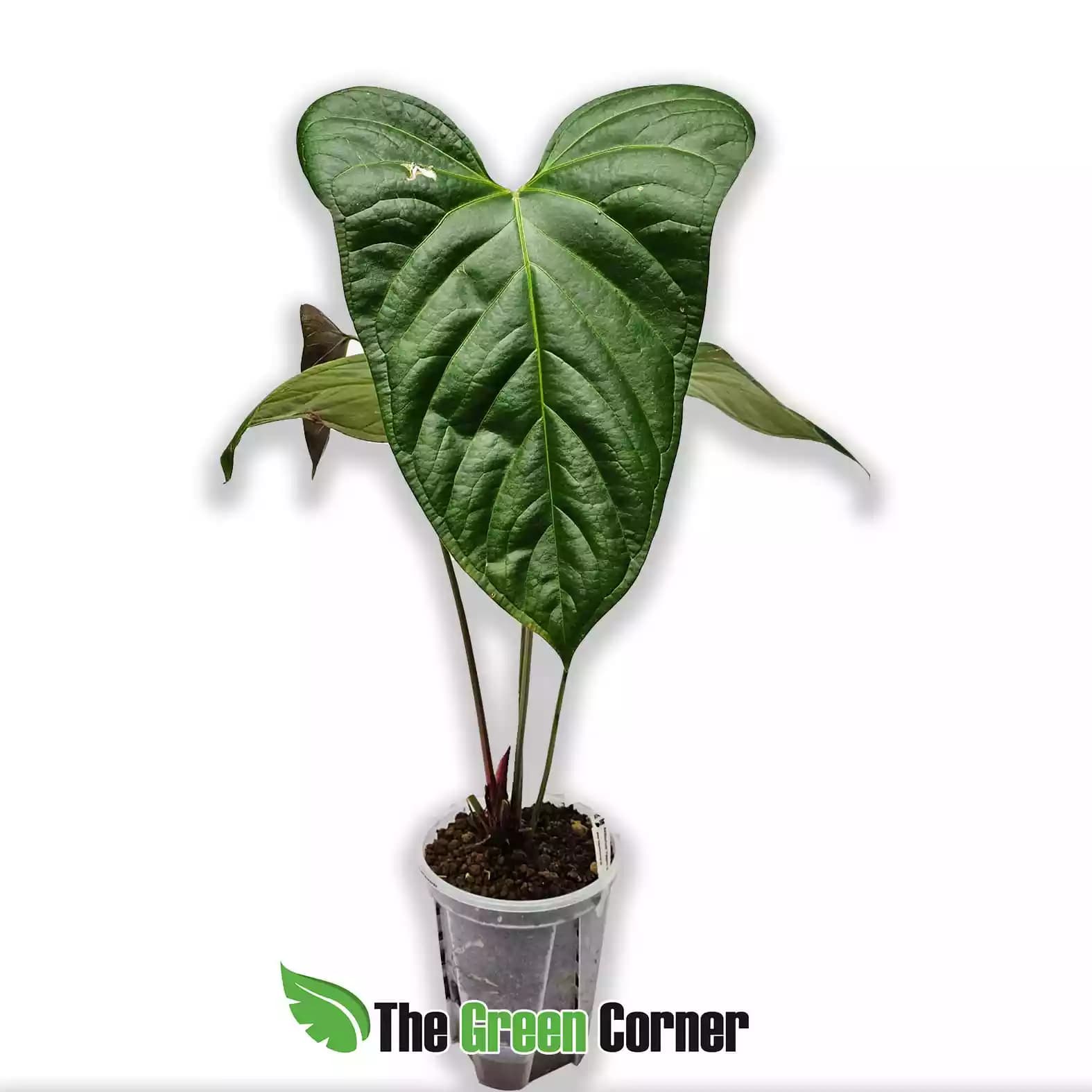 anthurium-yasuni-heart