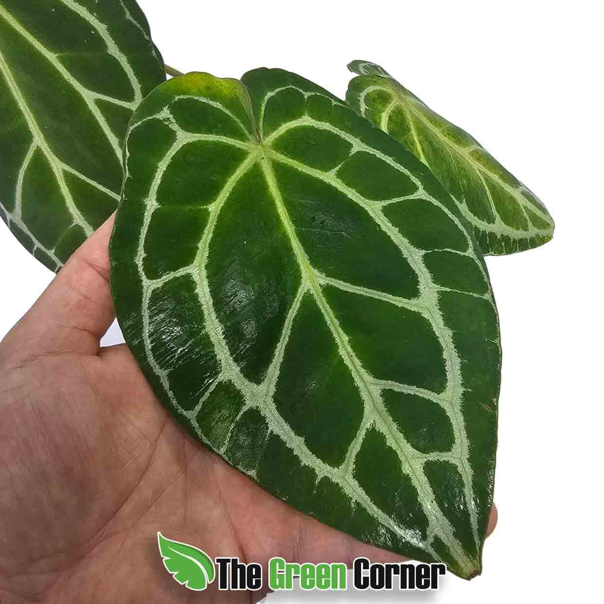 anthurium.crystallinum-hoja