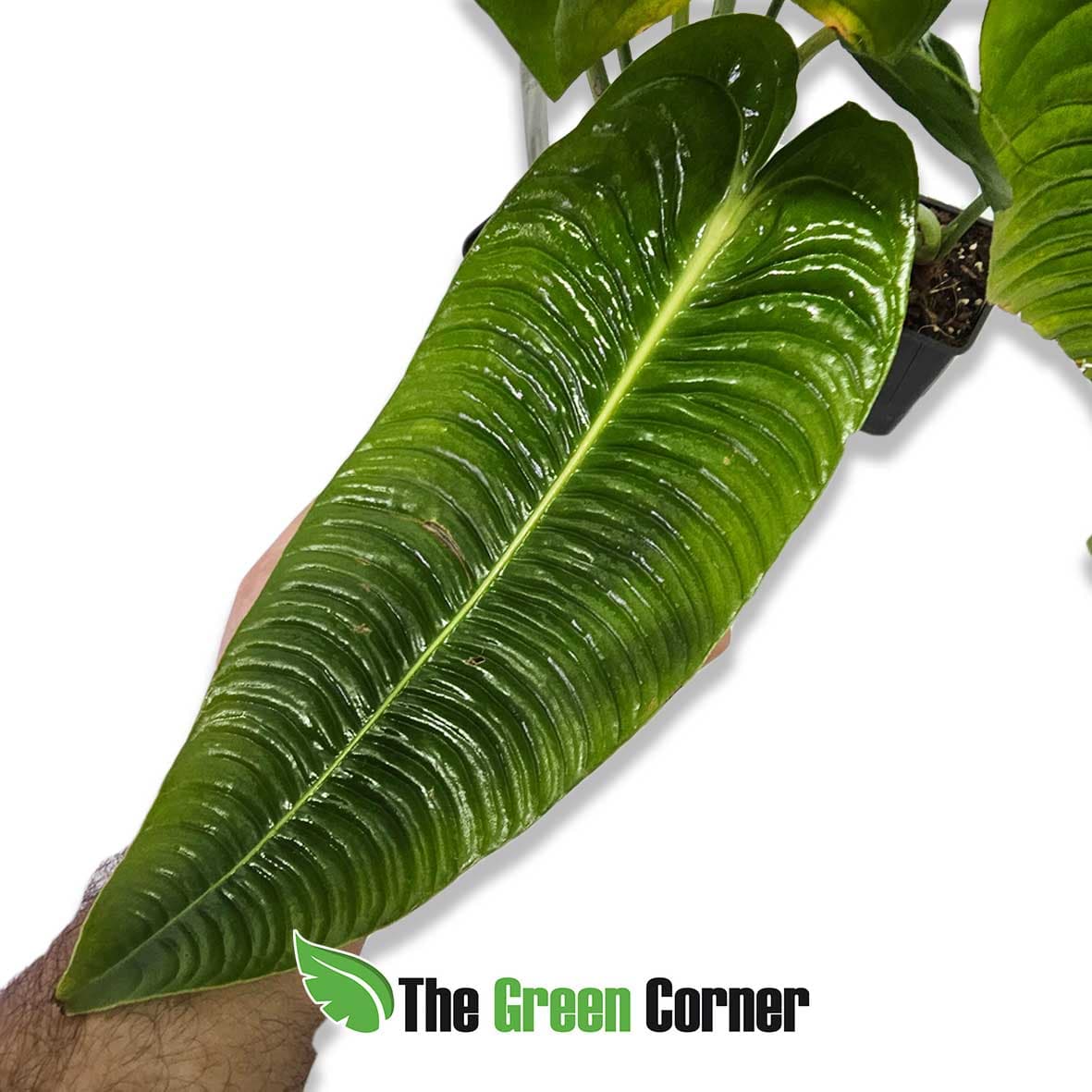 Anthurium veitchii narrow 2