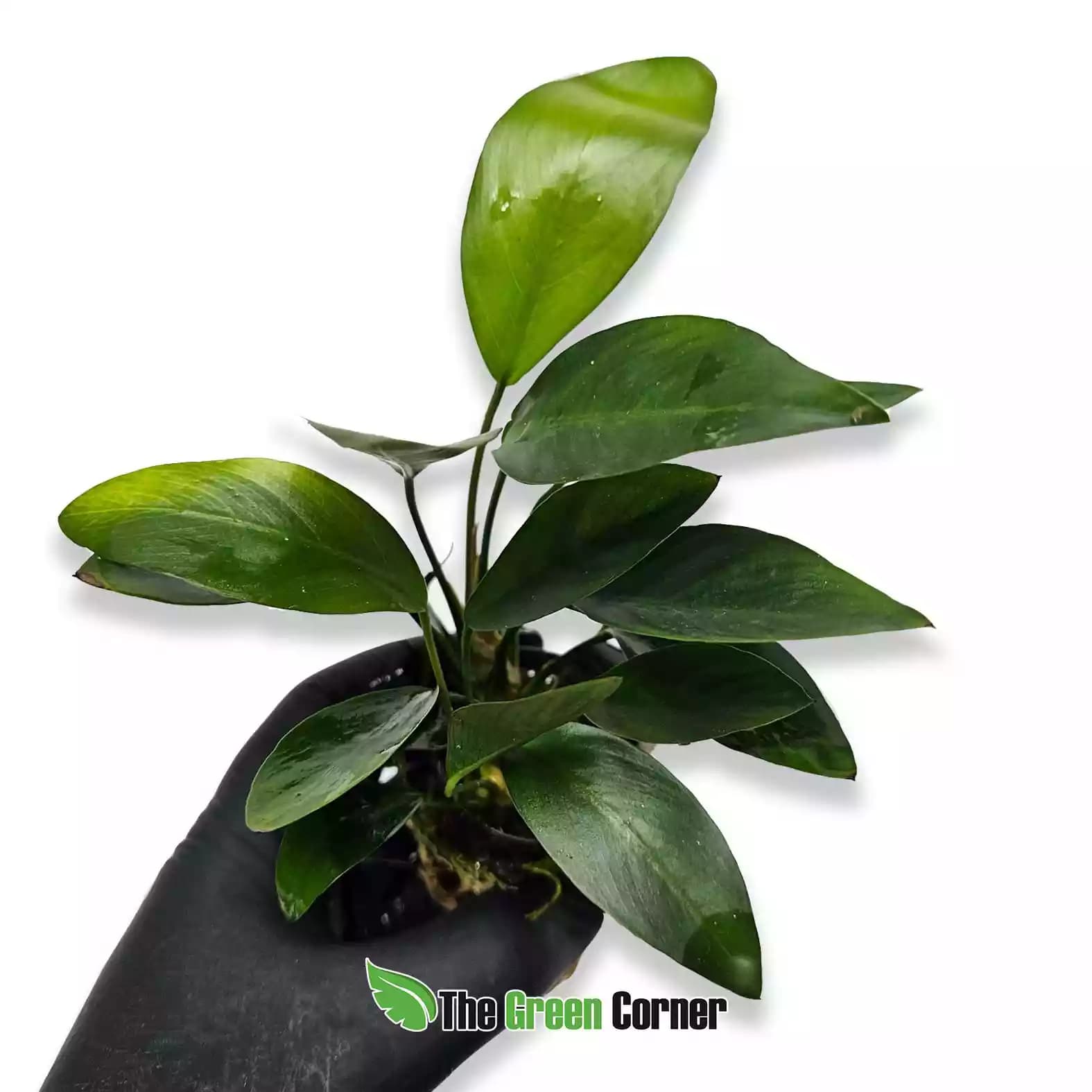 anubias-conguensis