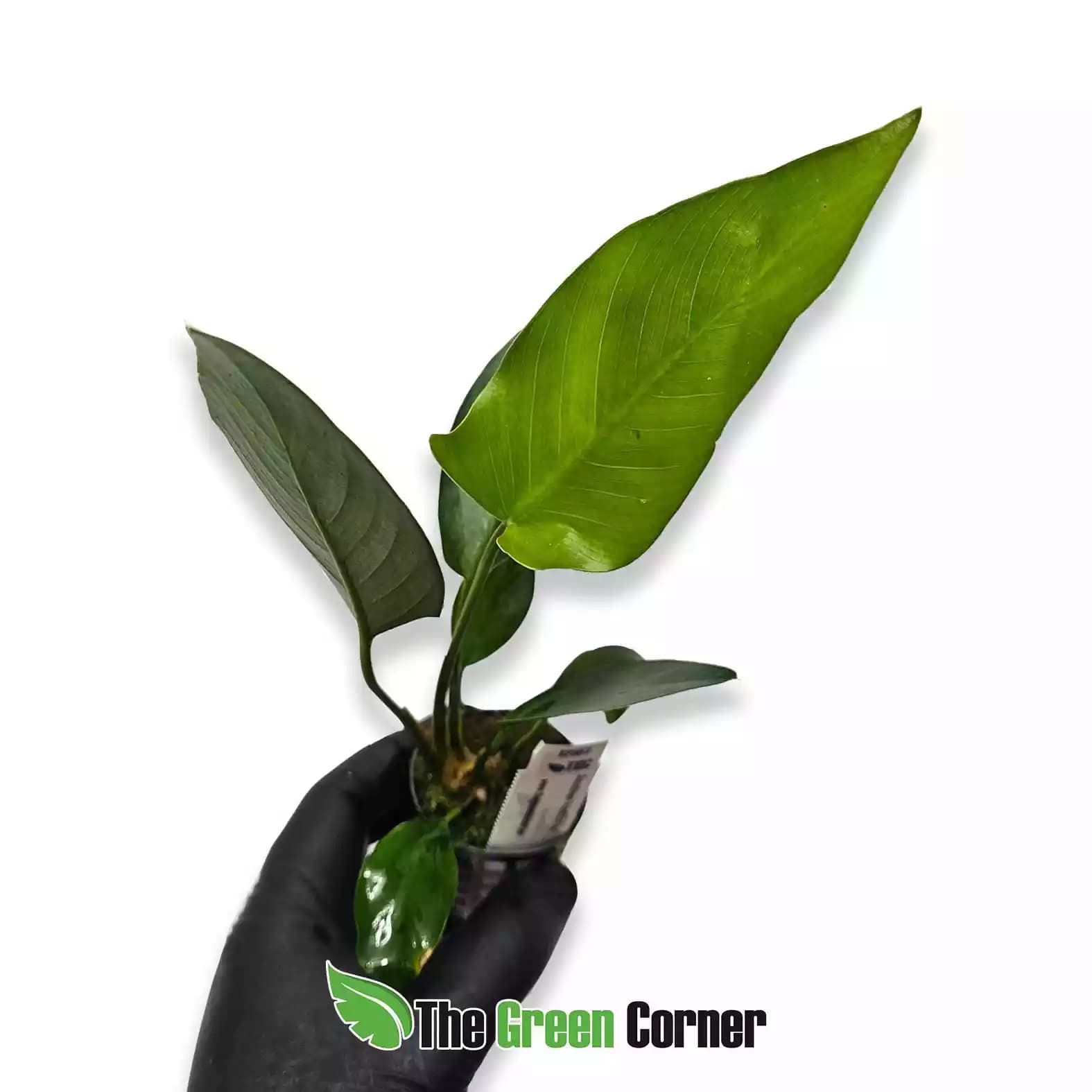anubias-hastifolia