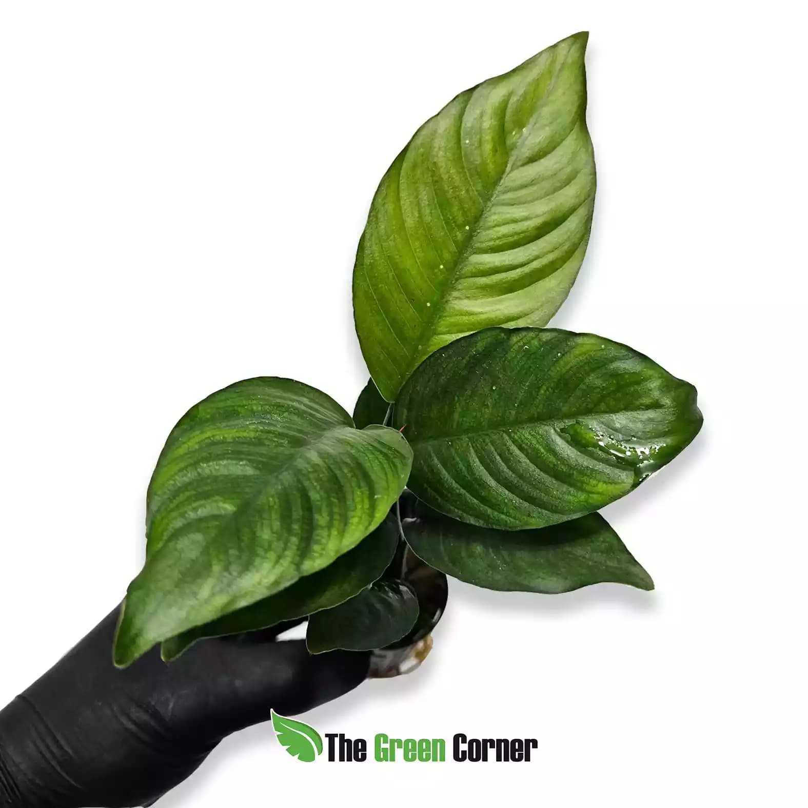 anubias-heterophylla
