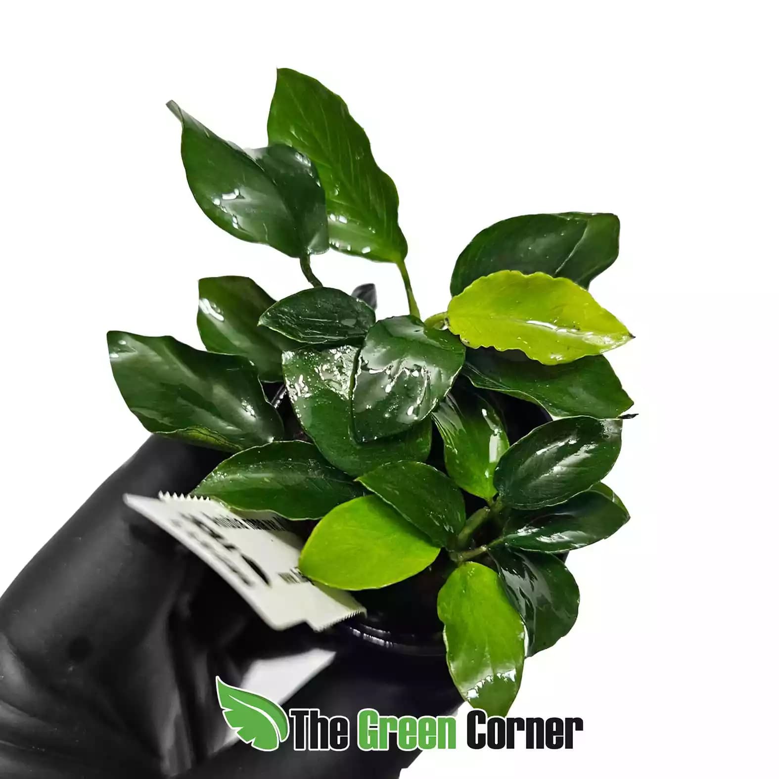 anubias-nana-bonsai