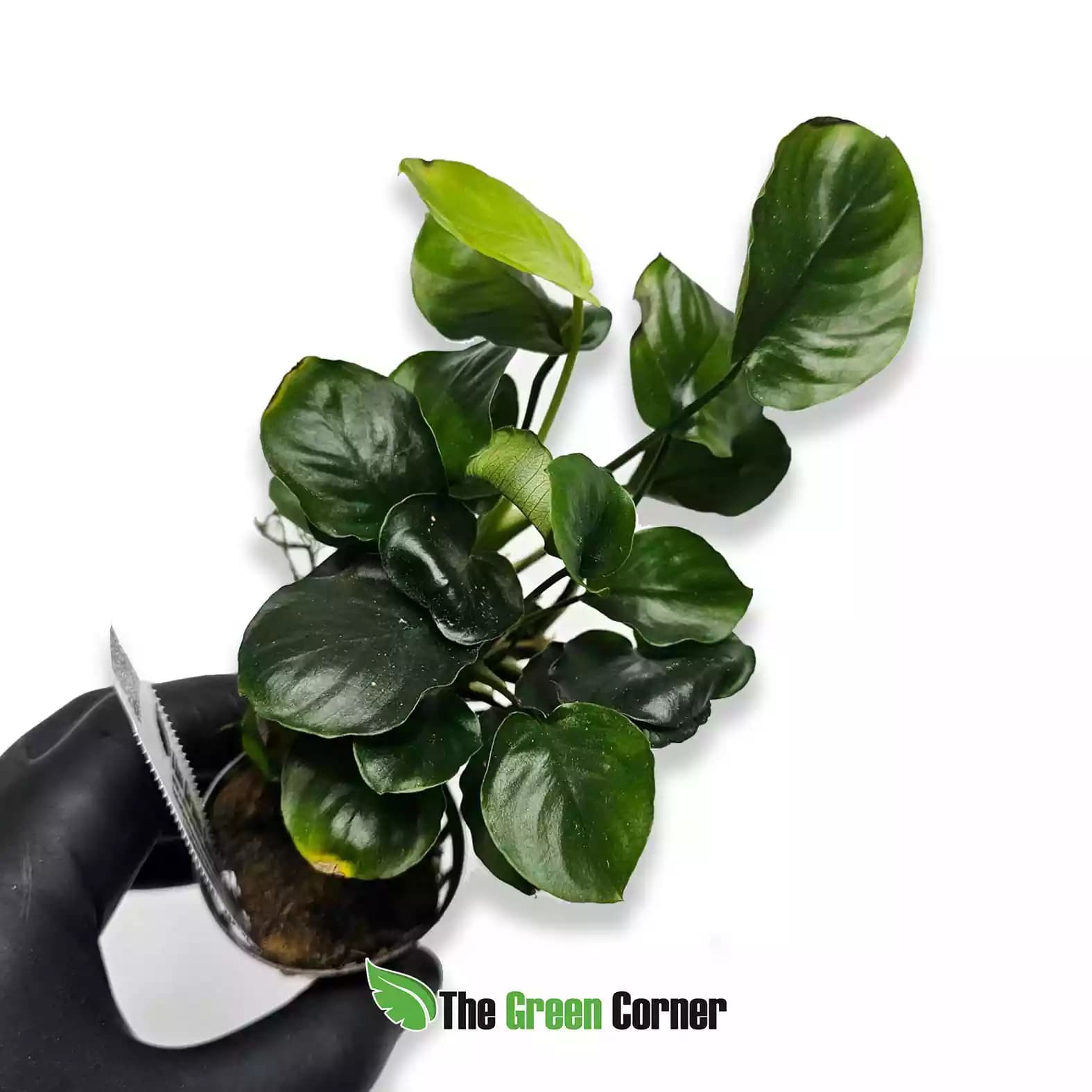 Plantas para Acuario