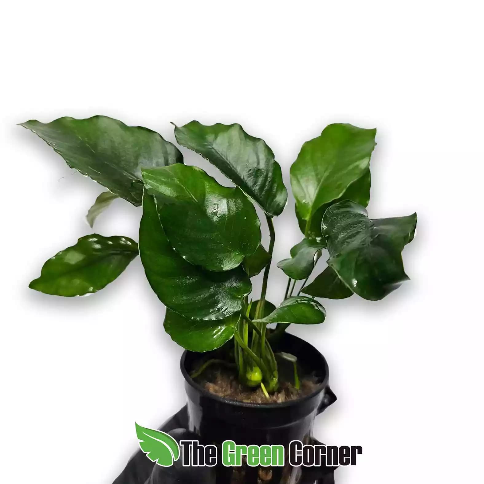 anubias-nana-hardy-1