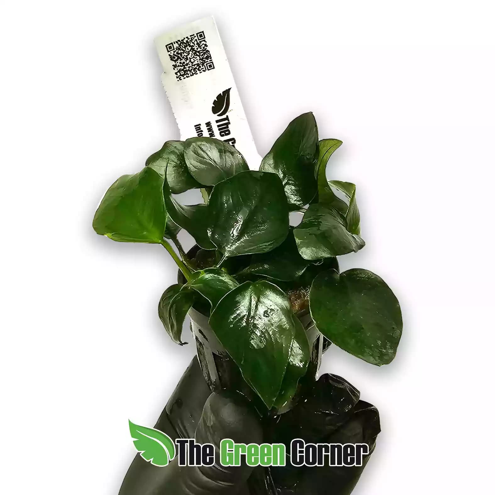 anubias-nana