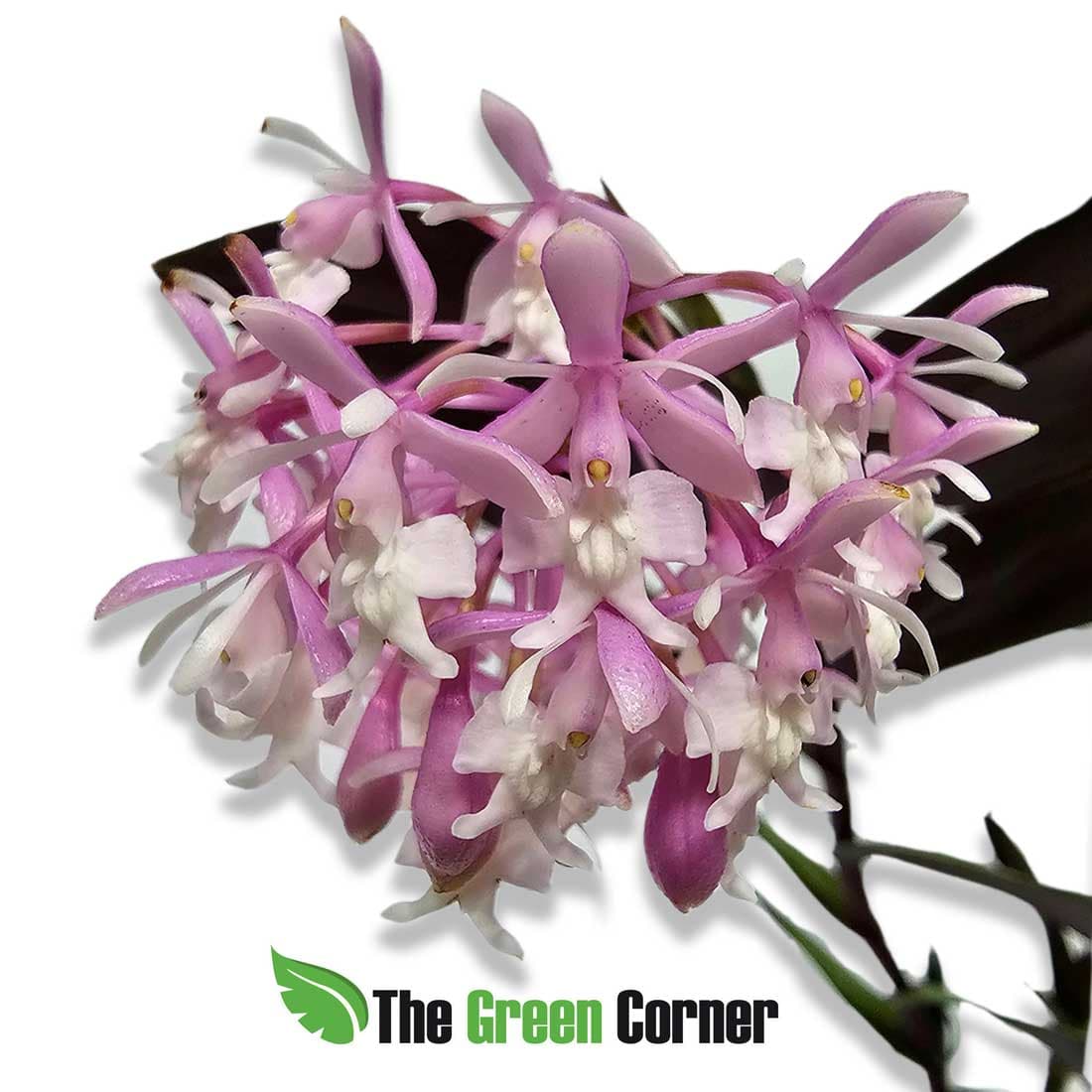 apidendrum-anika-hass-flor