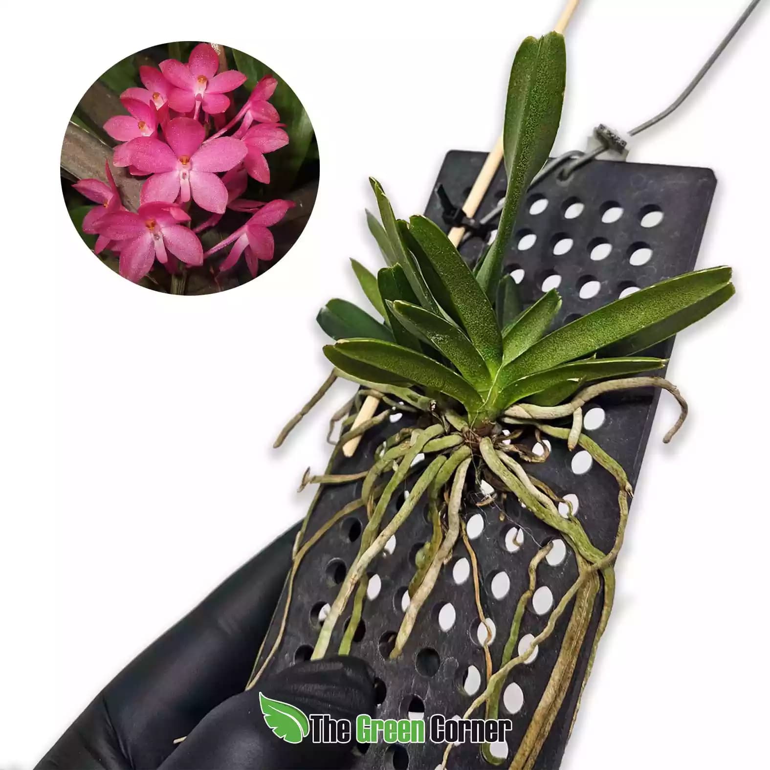 Ascocentrum ampullaceum