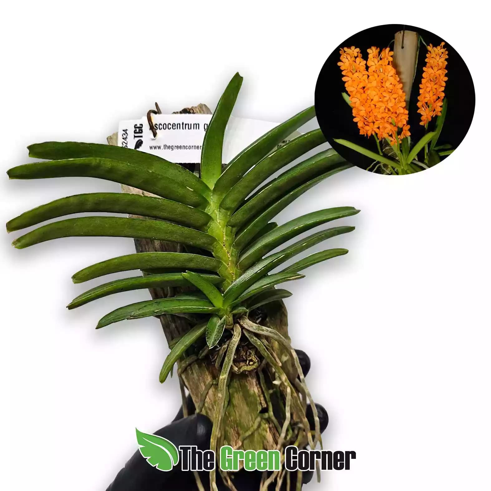 ascocentrum-garayi