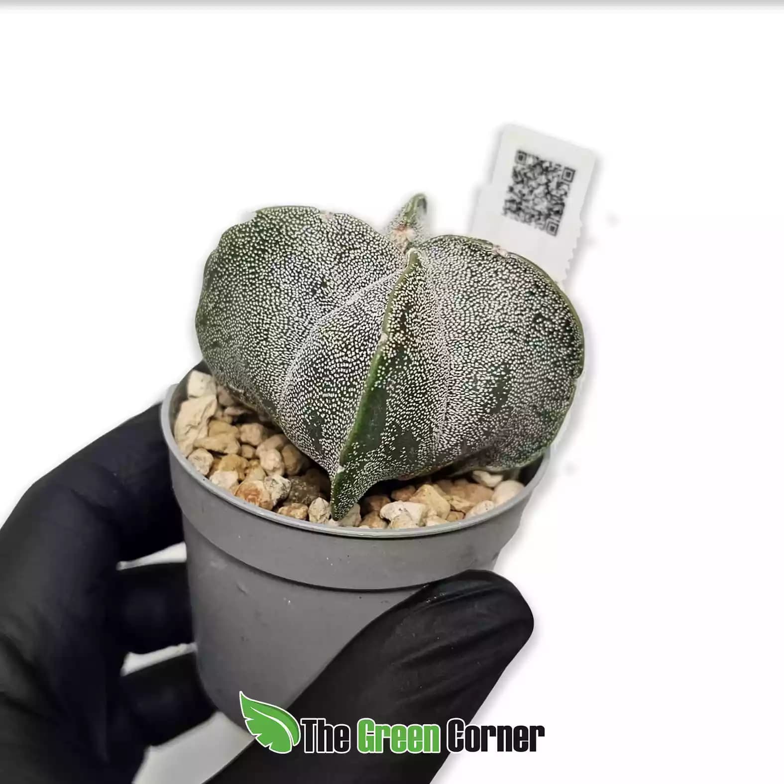 Astrophytum myriostigma