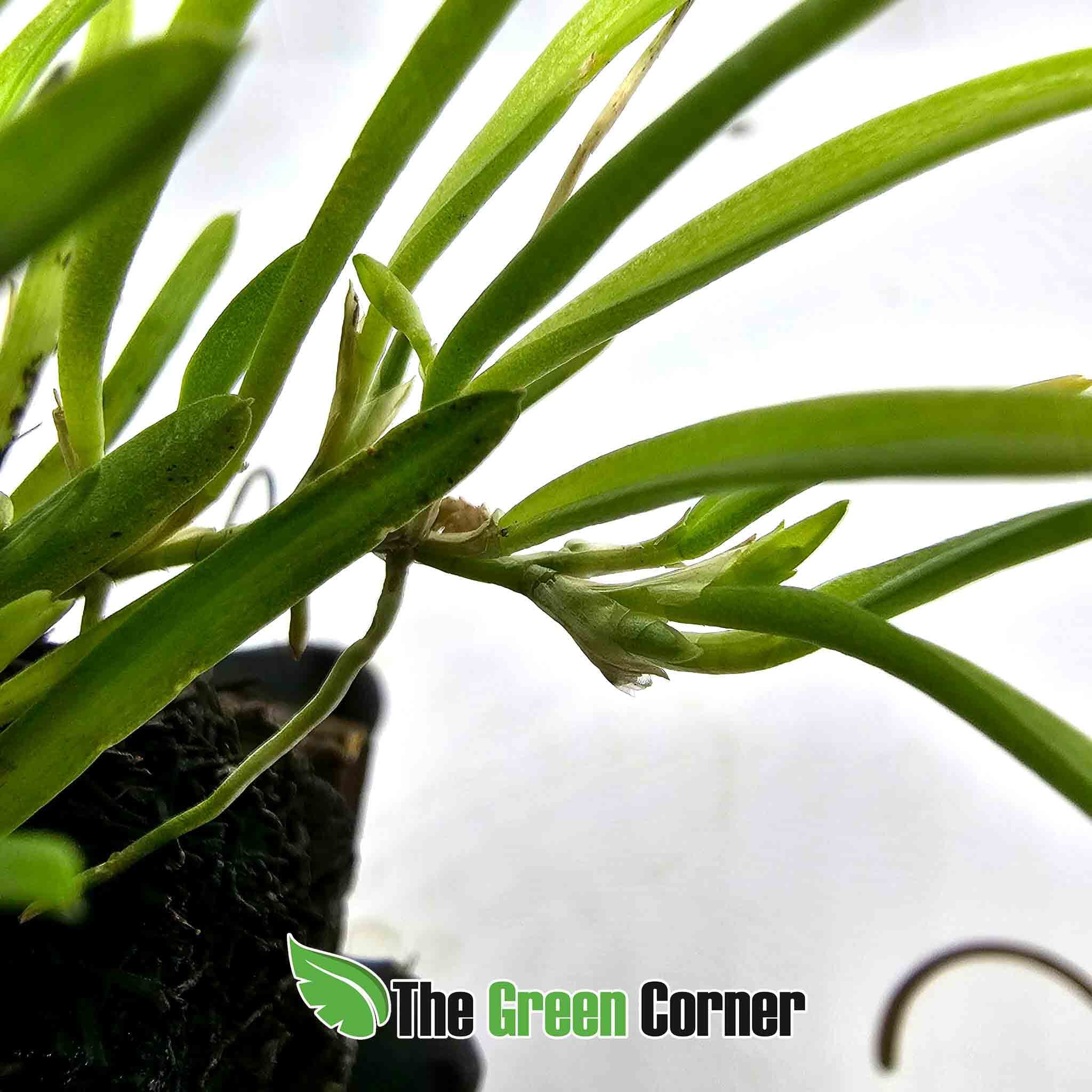 Barbosella cucullata: Orquideas de Ecuador 2