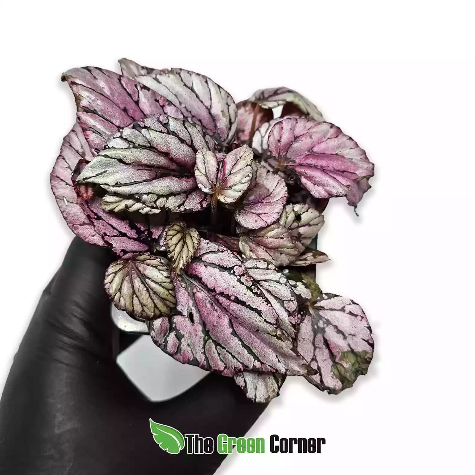 Begonia Rex "Pink"