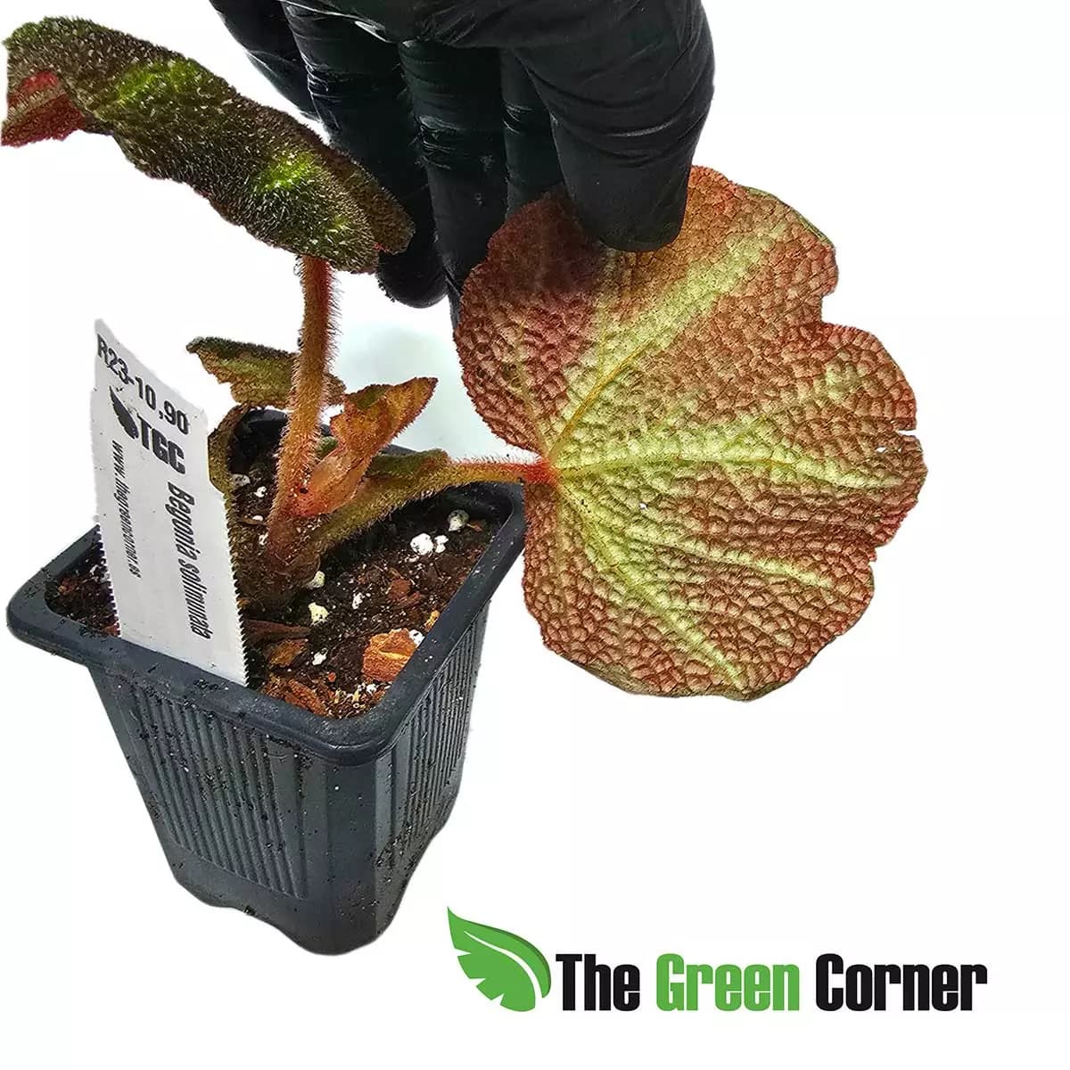 Begonia Soli-mutata 2
