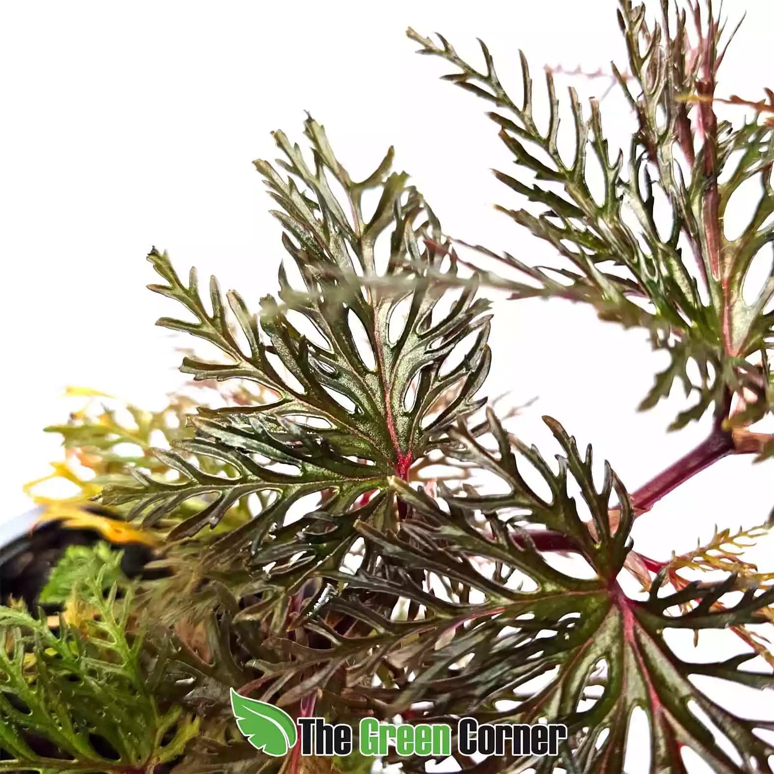 begonia-bipinnatifida-perfil
