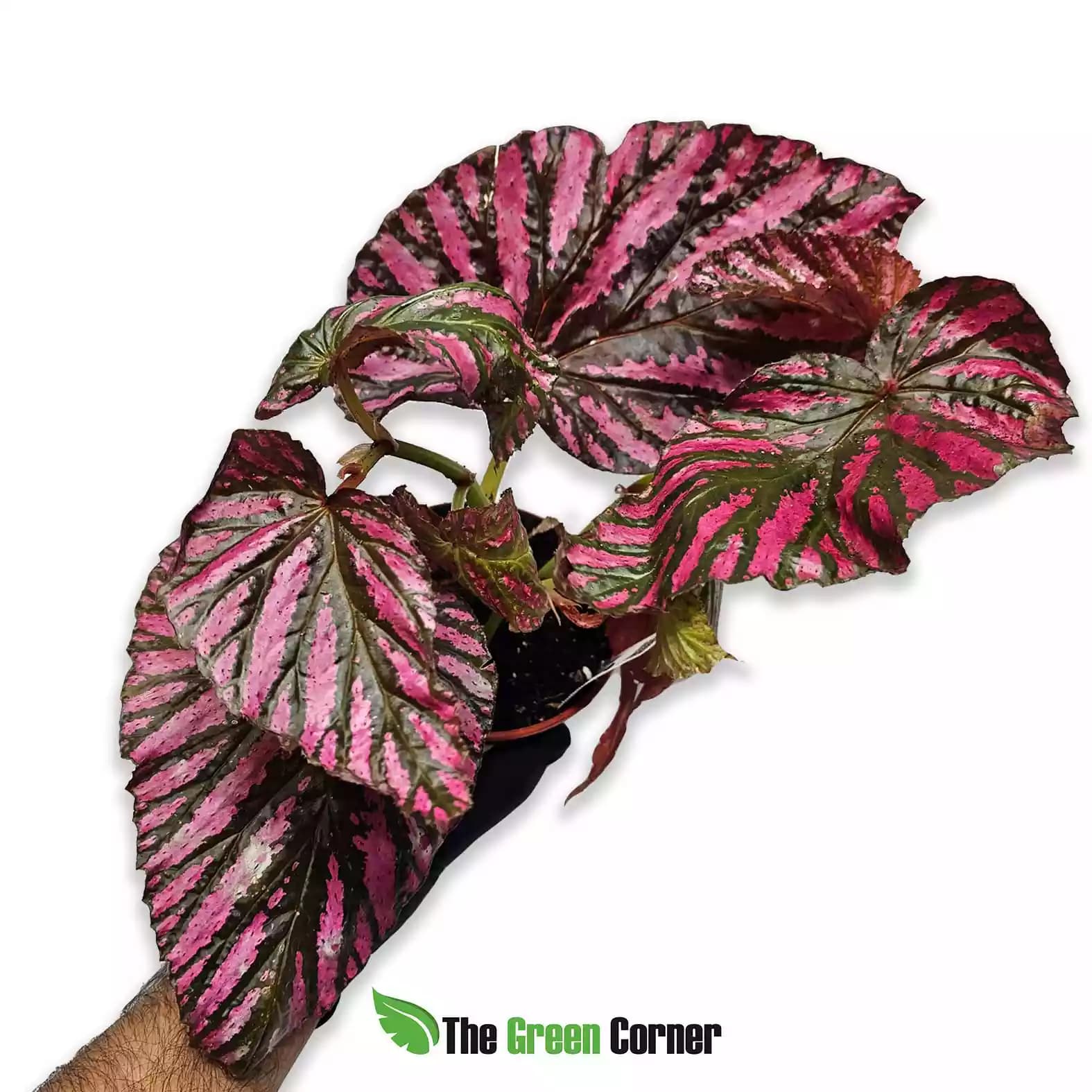 Begonia brevirimosa