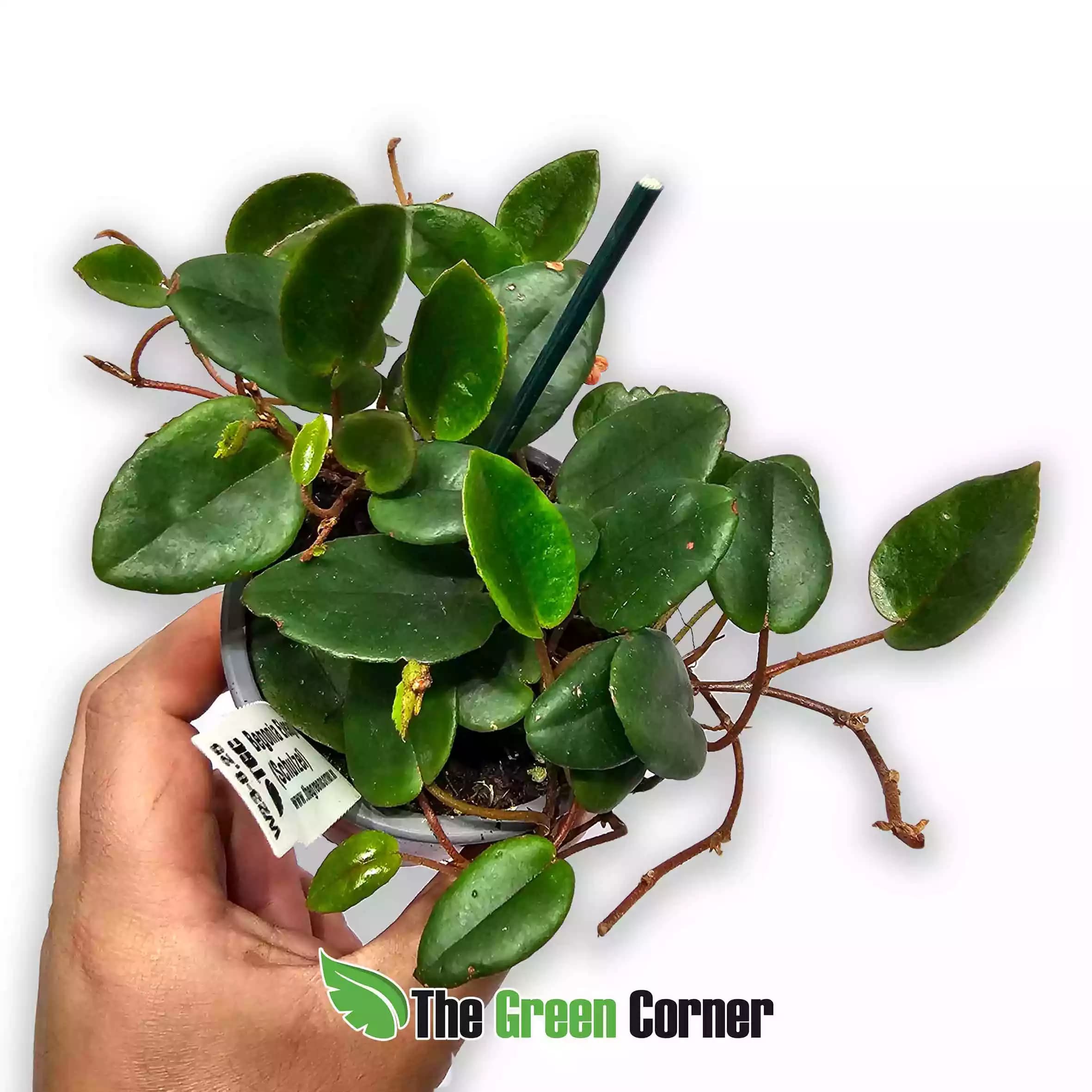 begonia-eleagniflora