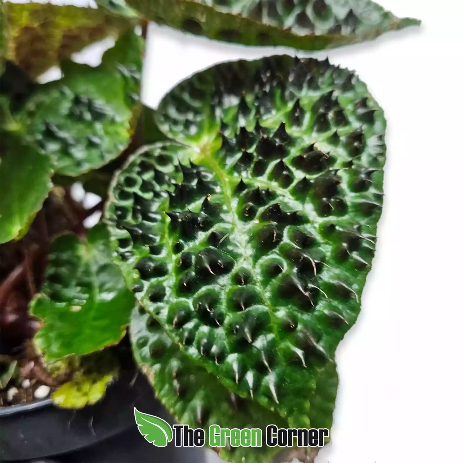 begonia-ferox-detalle