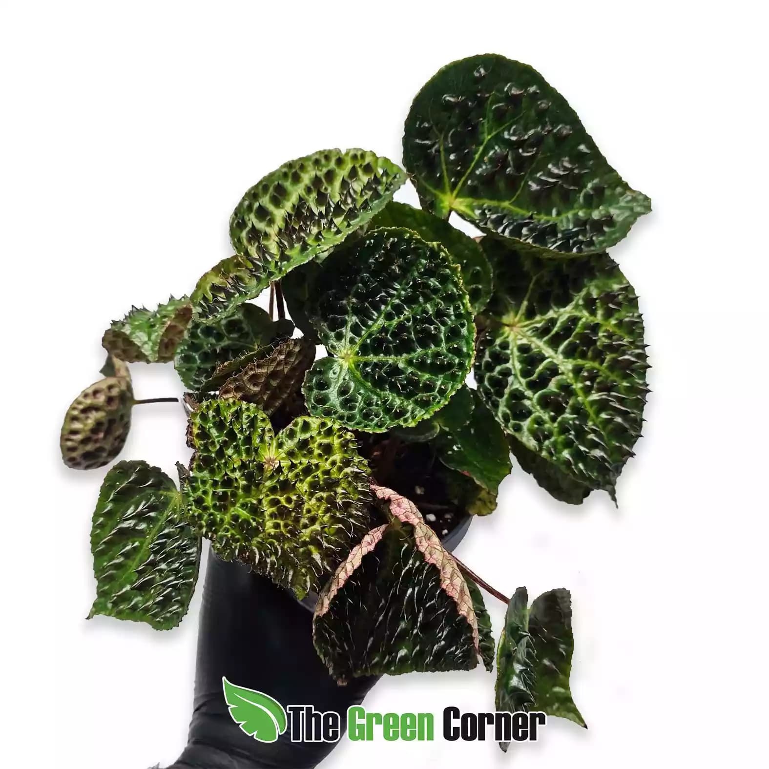 begonia-ferox