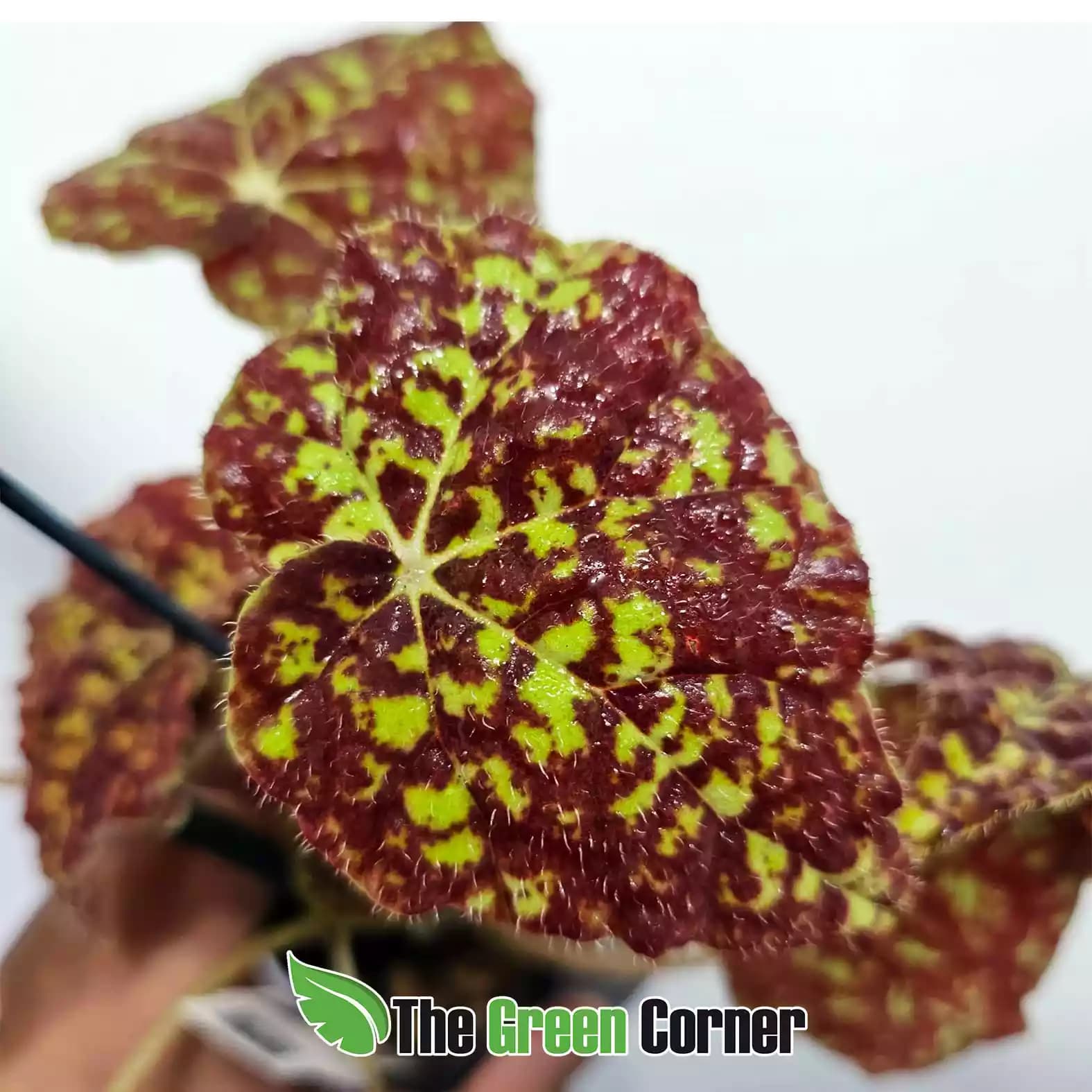 begonia-marmaduke-detalle