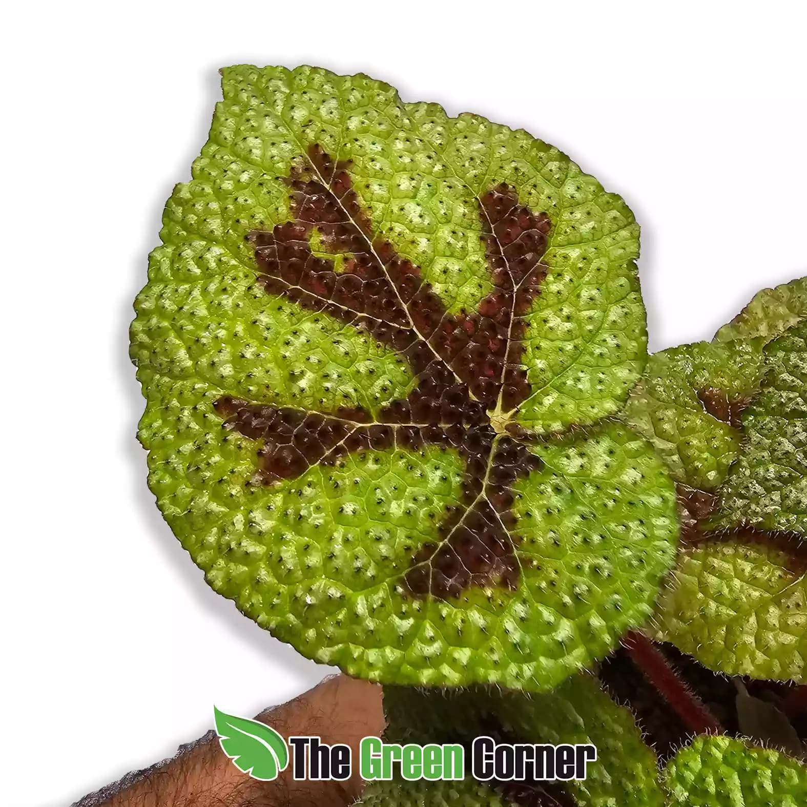 begonia-masoniana-hoja
