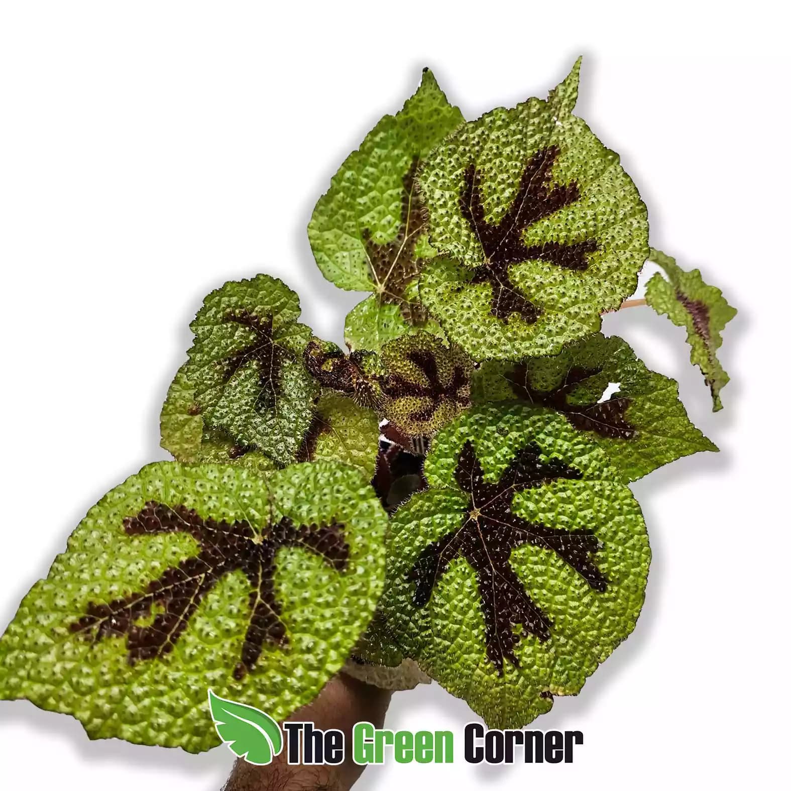 begonia-masoniana