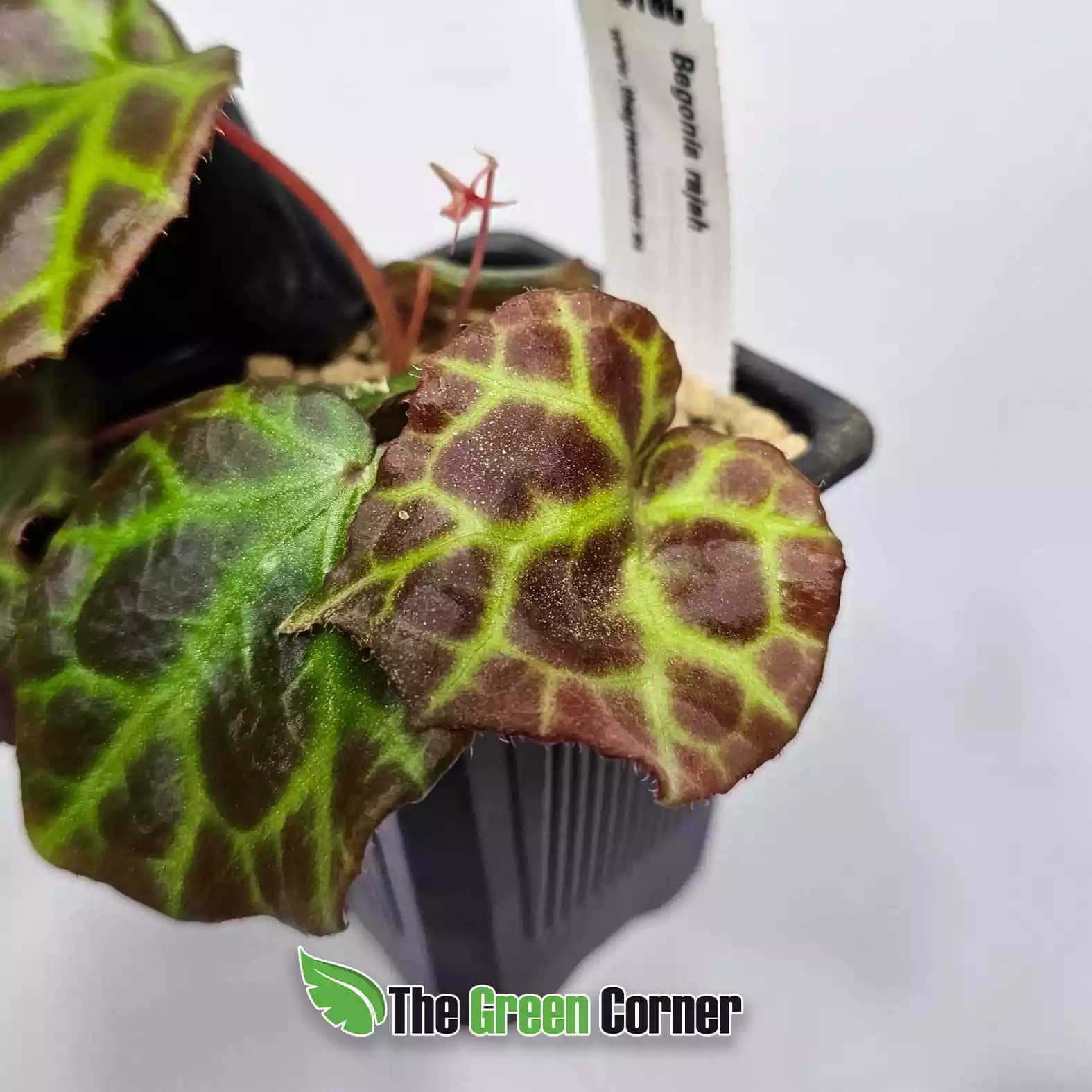 Begonia rajah