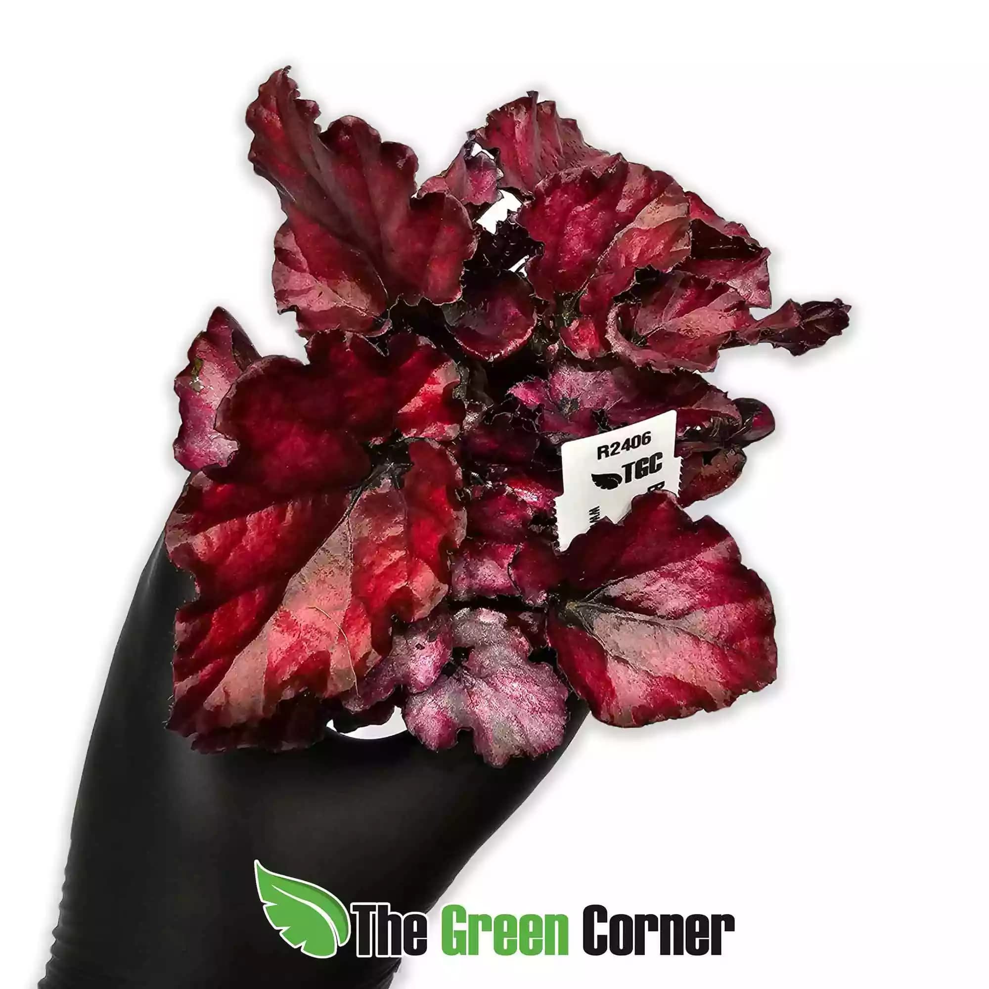 begonia-red-xperiencie