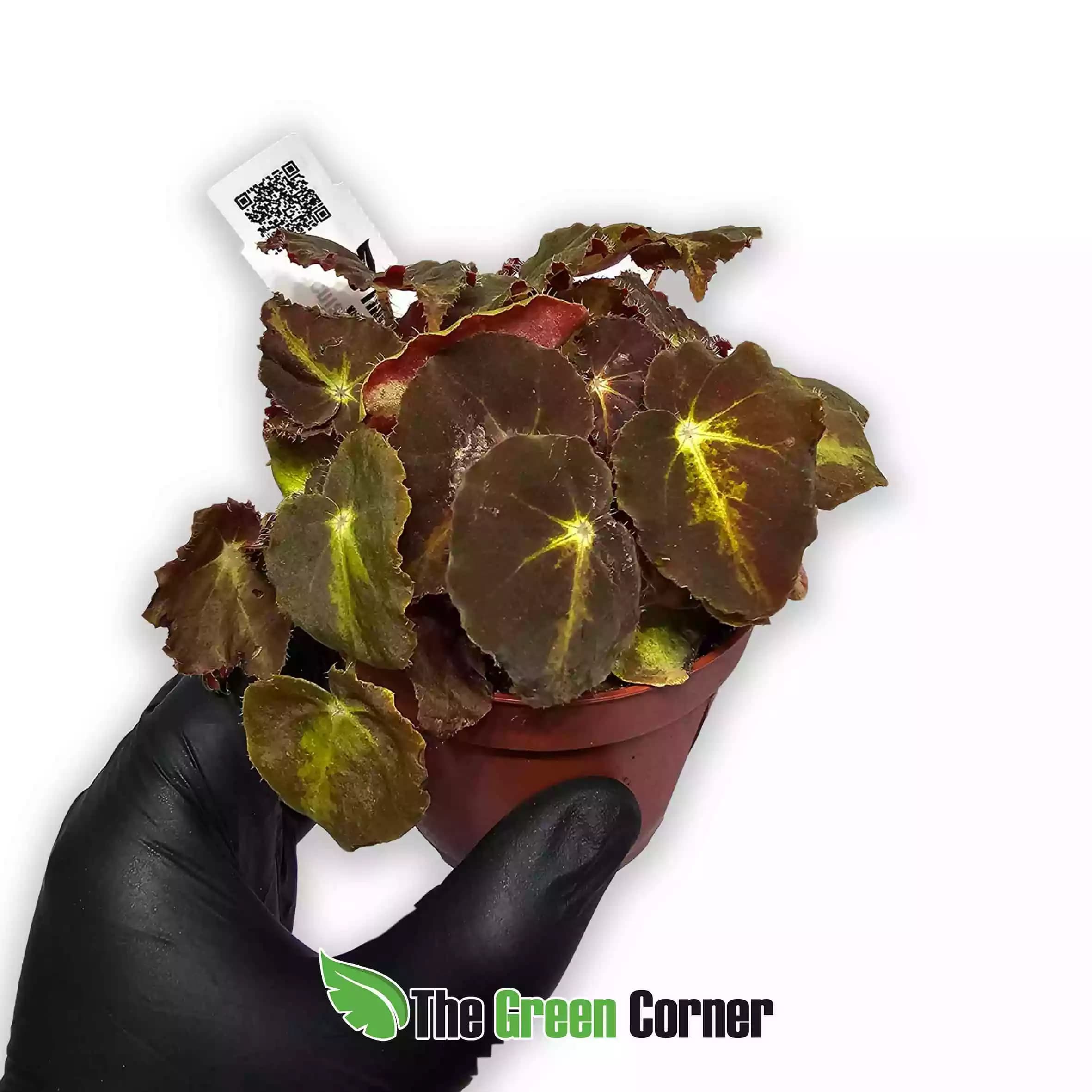 begonia-rex-caramel