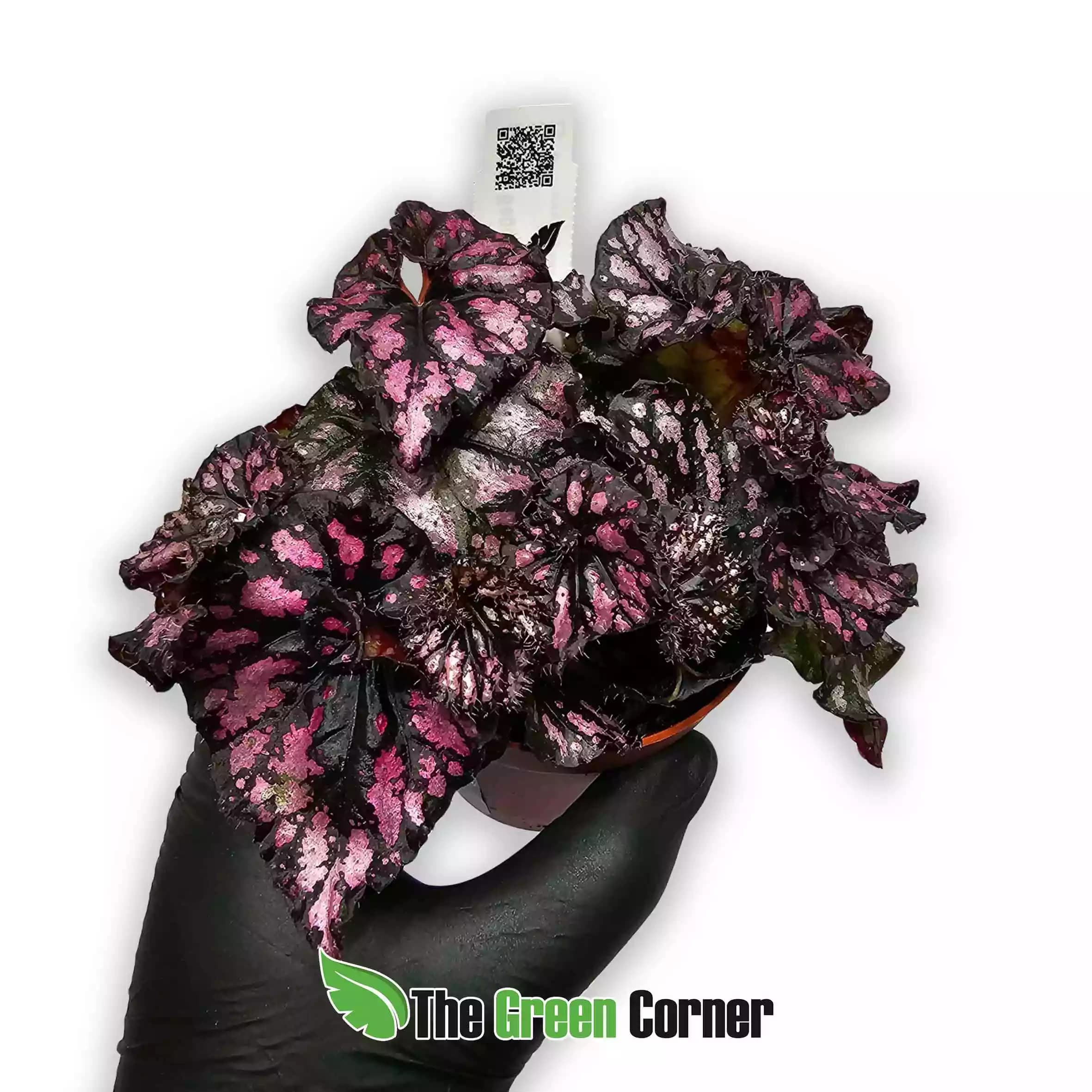 Begonia Rex "Dark"