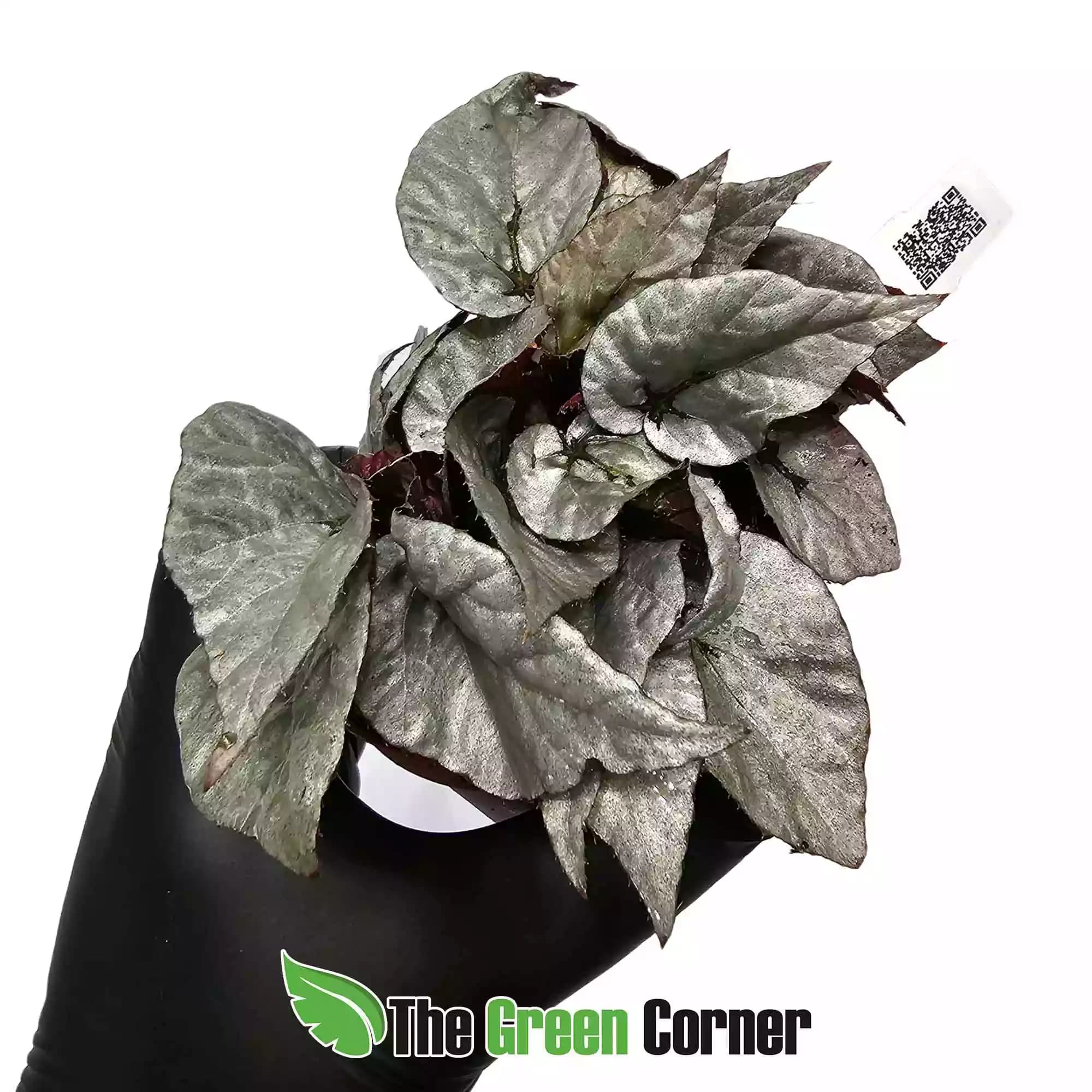 begonia-rex-silver