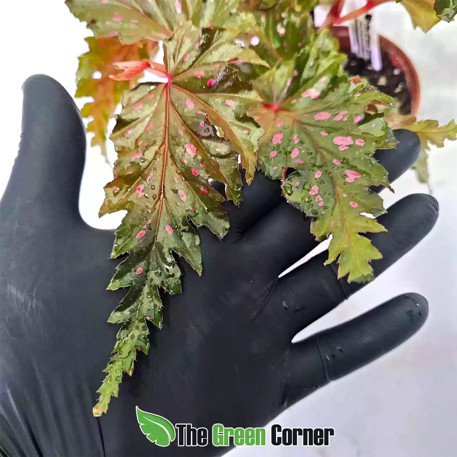 begonia-serratipetala-detalle