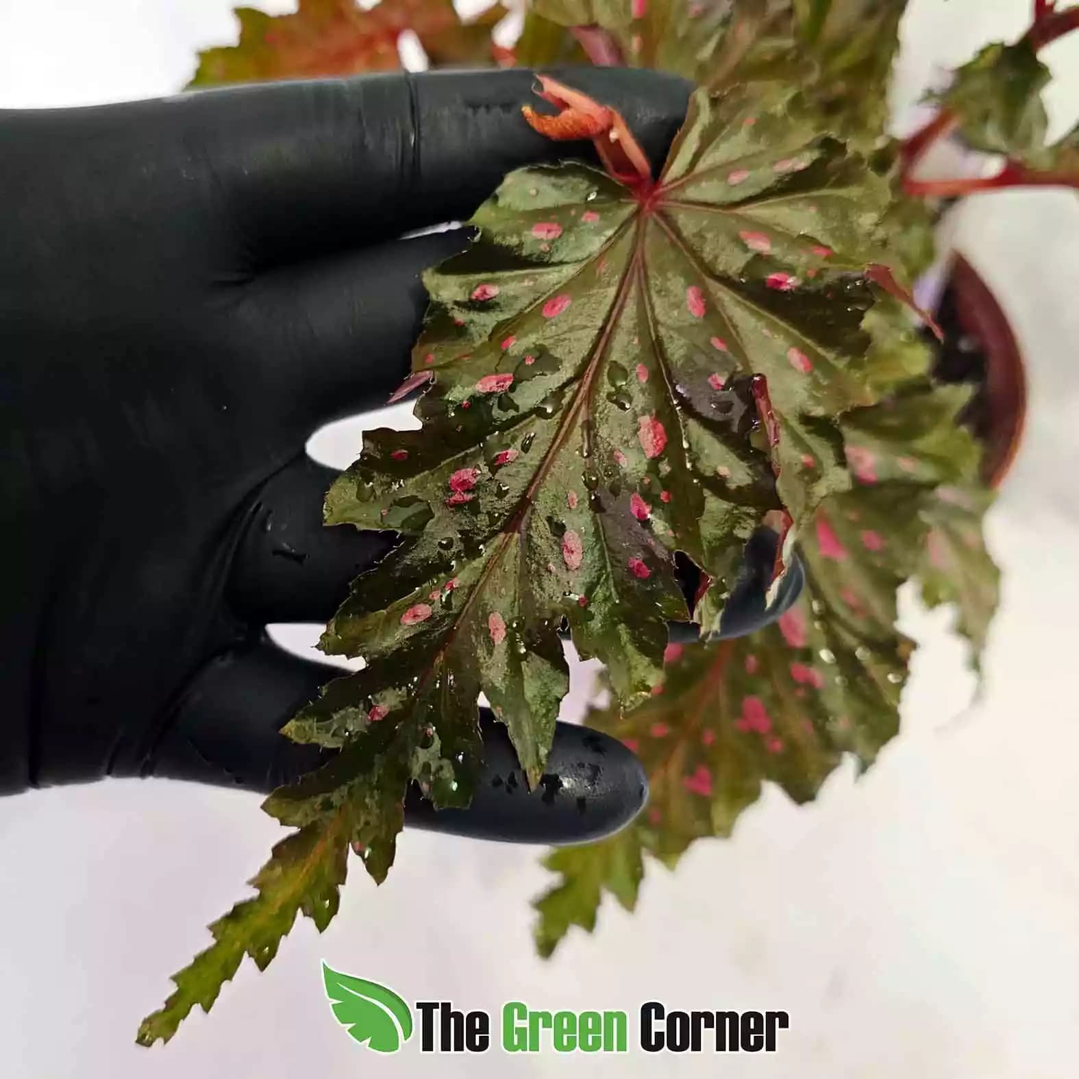 begonia-serratipetala-hoja