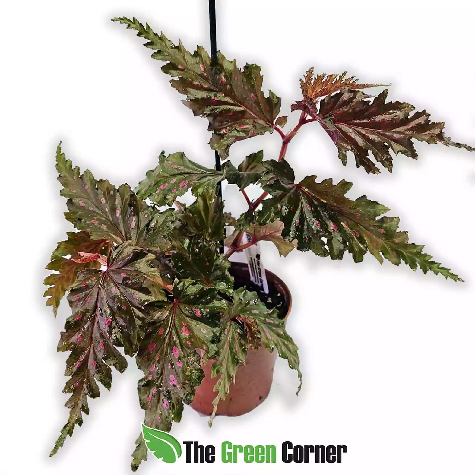 begonia-serratipetala