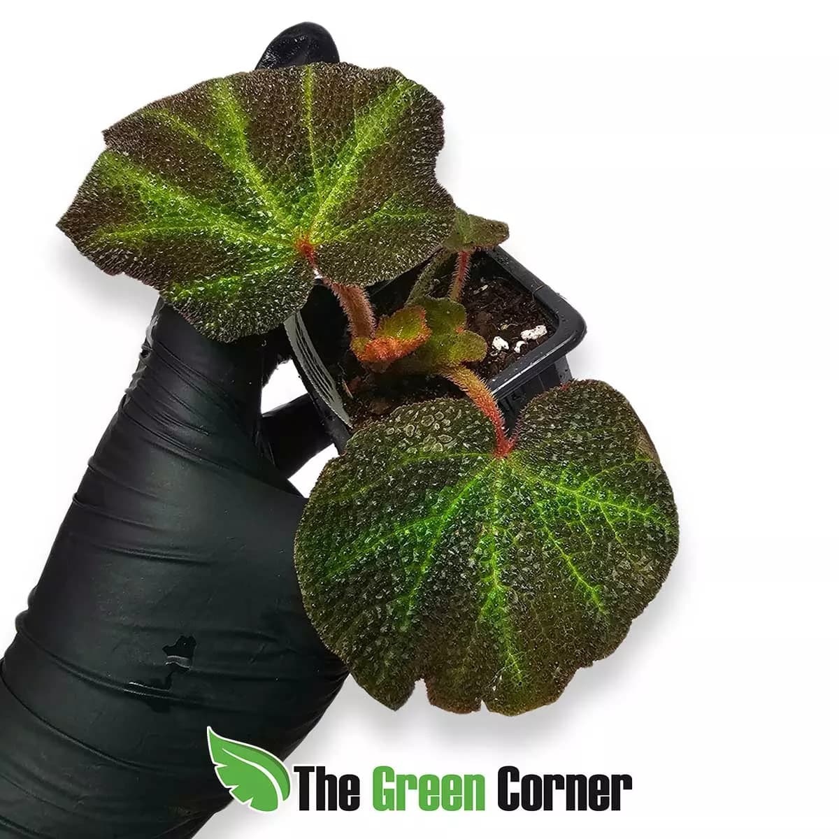 begonia-solimutata