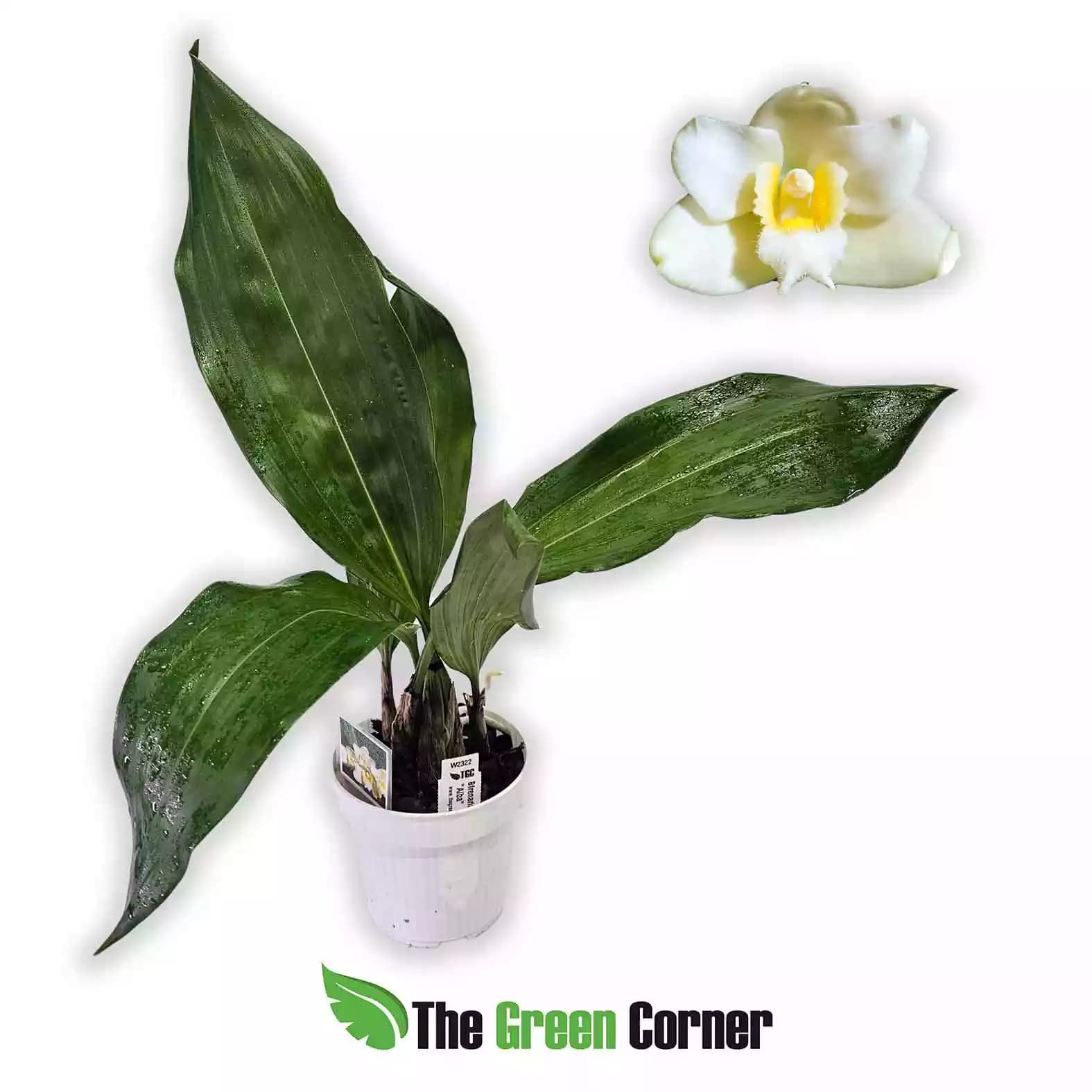 bfrenaria-harrinsoniae-alba-una-flor