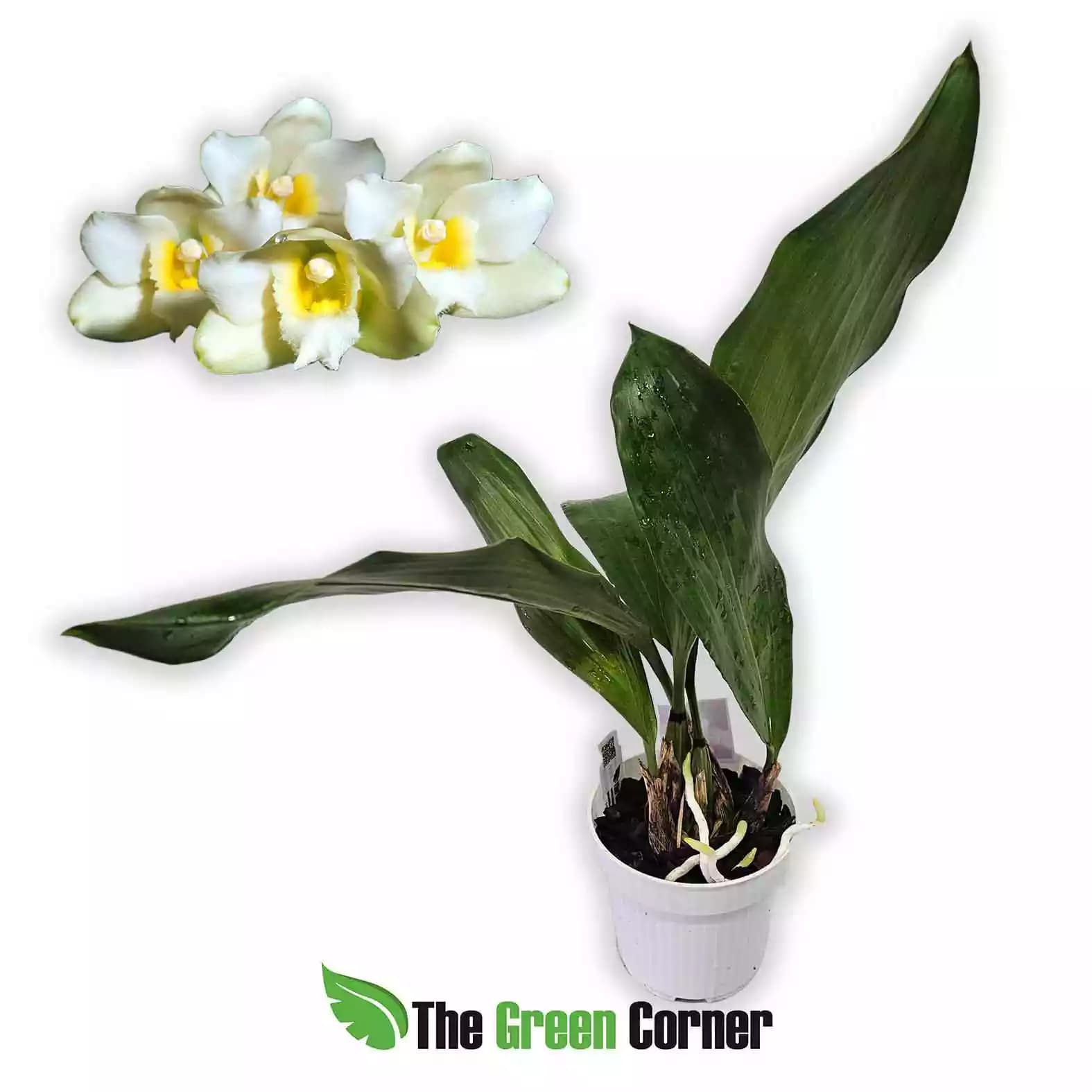 bfrenaria-harrinsoniae-alba