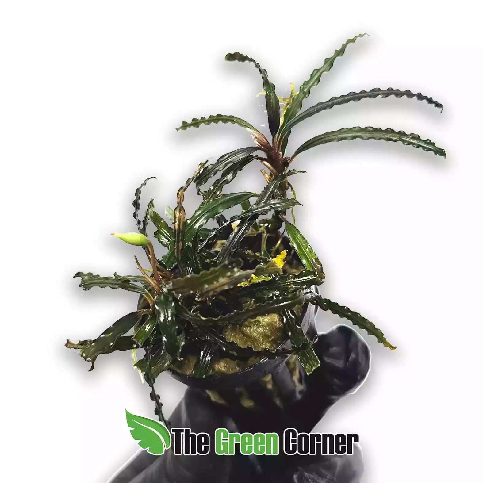bicephalandra-nadsaw-red
